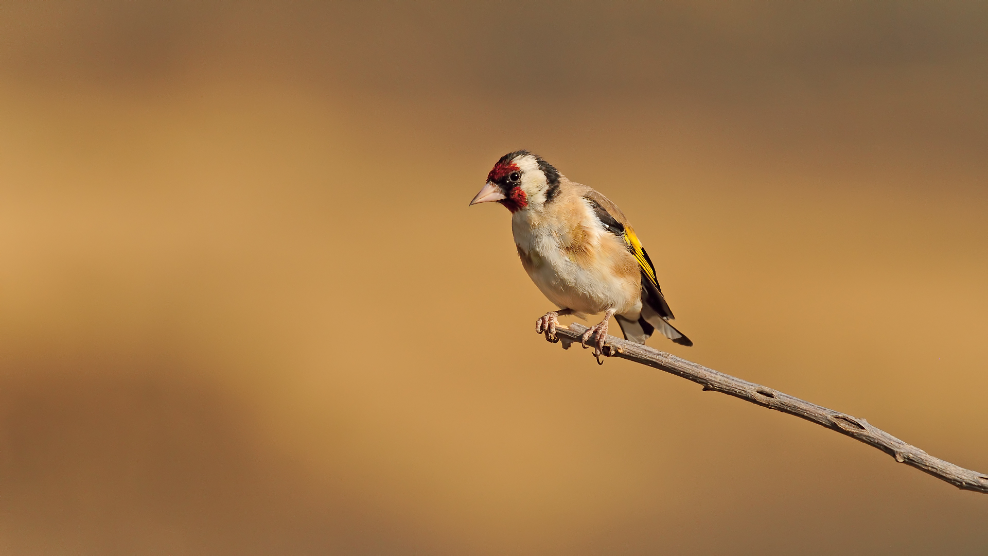 Cardellino »Carduelis carduelis