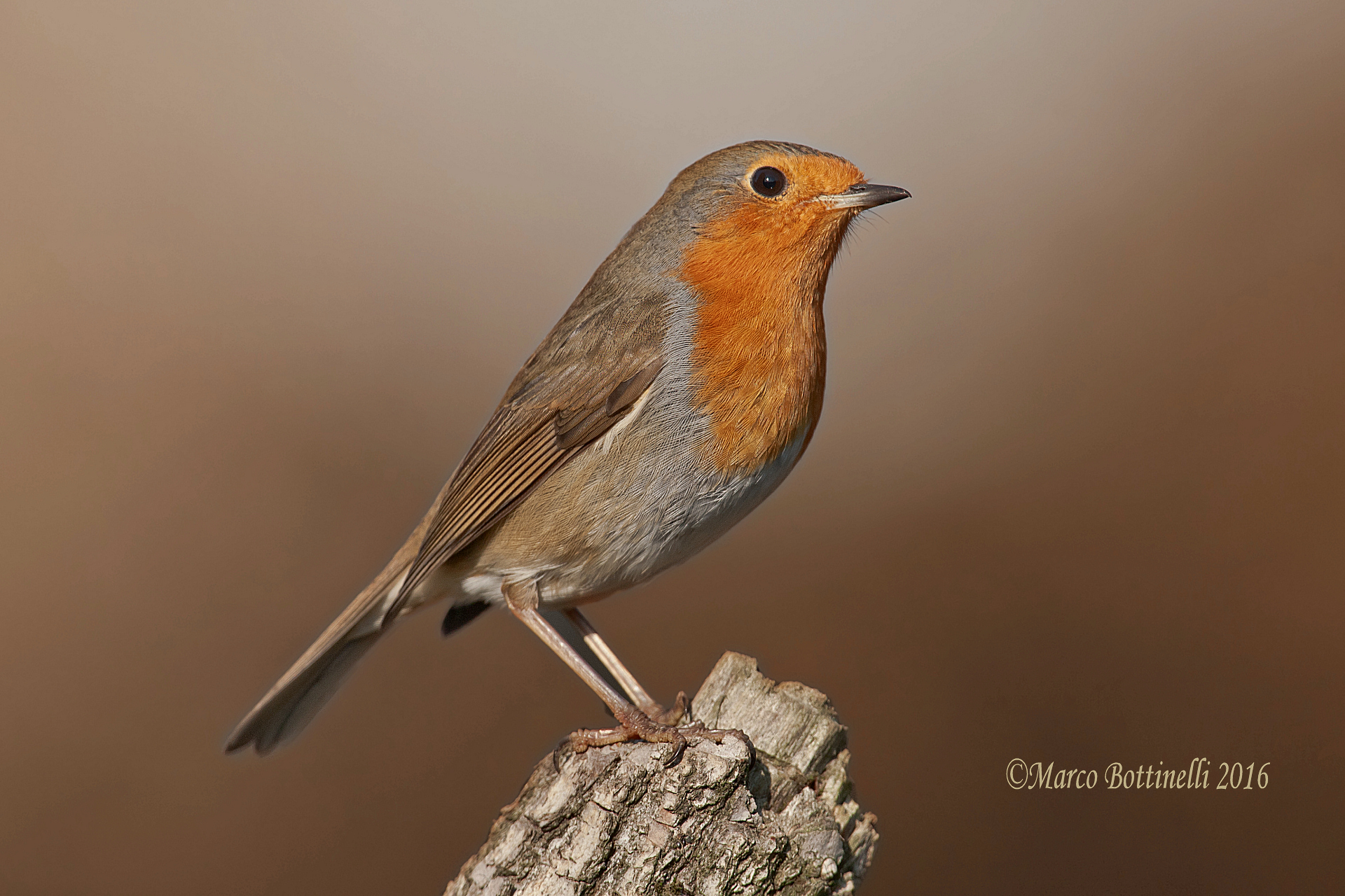 portrait of robin