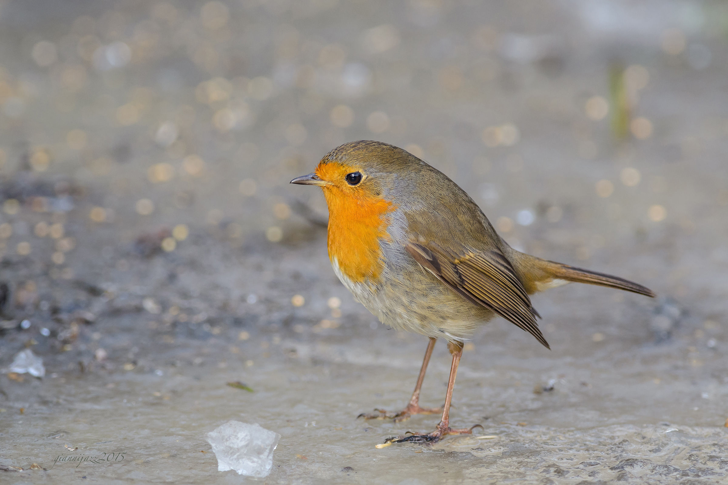 pettirosso on the rocks