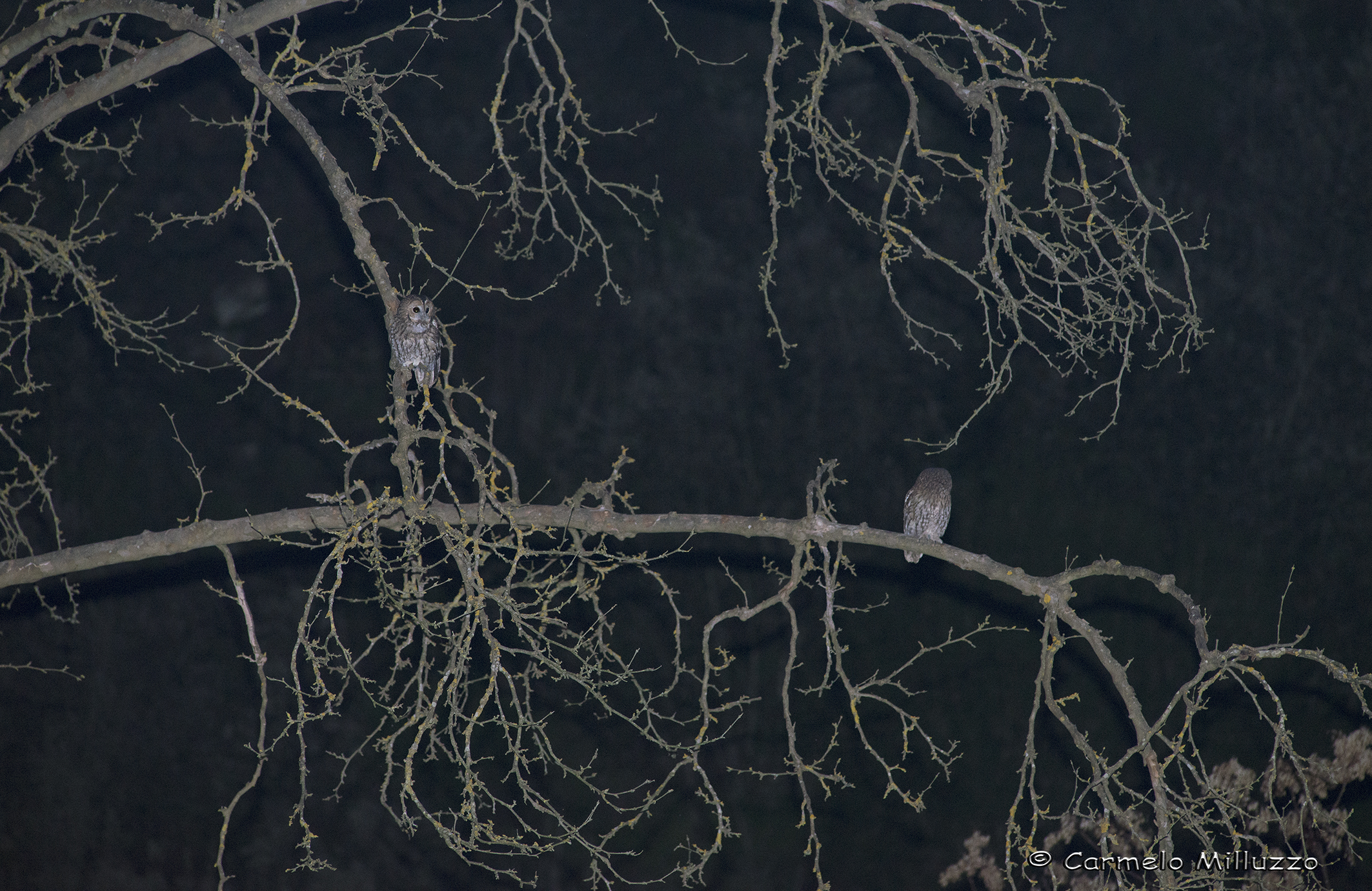 Pair of Allocchi _ _ Tawny Owl