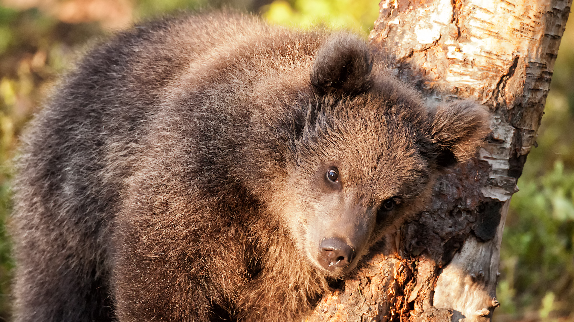 Un albero per amico - Il saluto