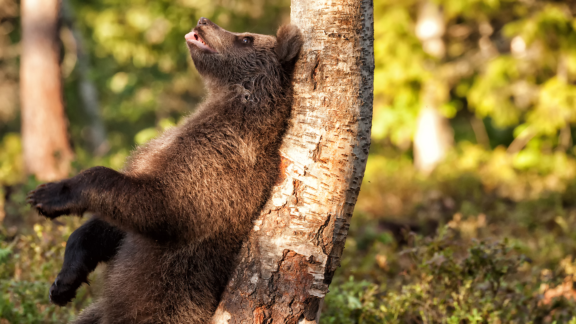 Un albero per amico - La goduria