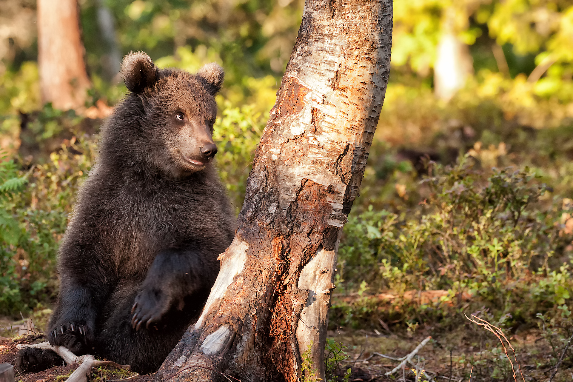 Un albero per amico - Il rimprovero