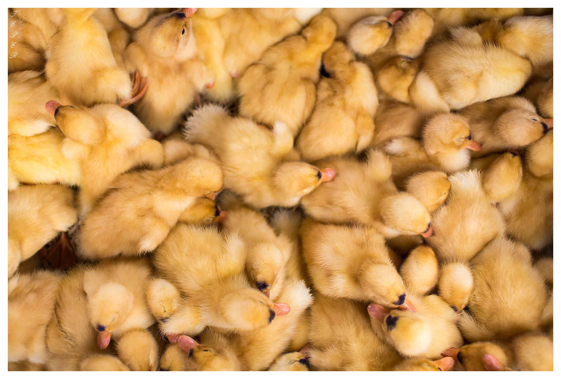 Mekong Delta Markets