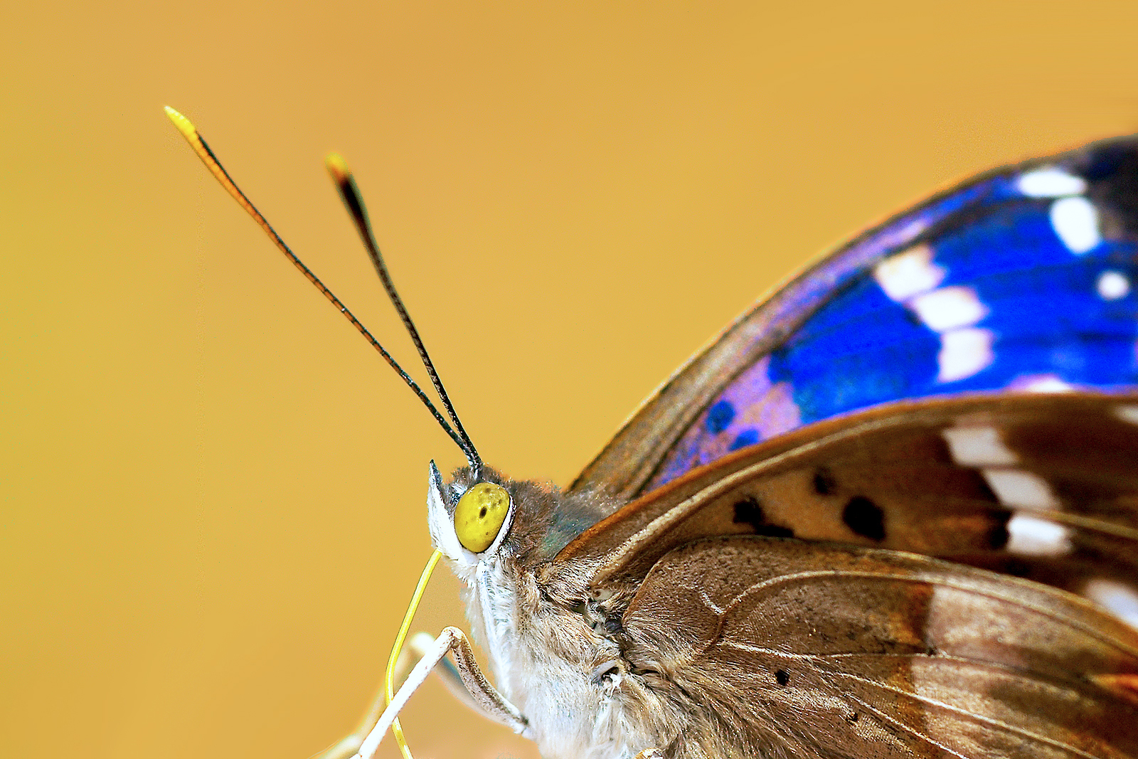 Incontri ravvicinati del tipo blu