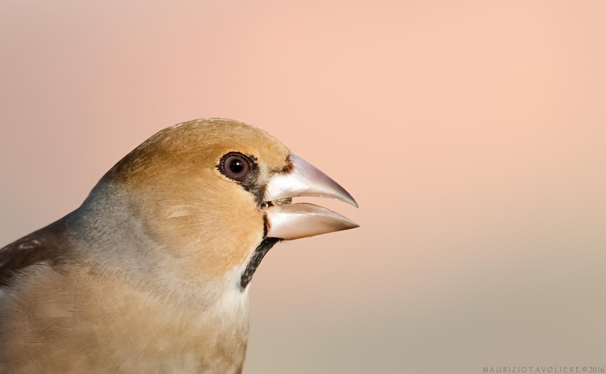 Frosone portrait .. (Crop)