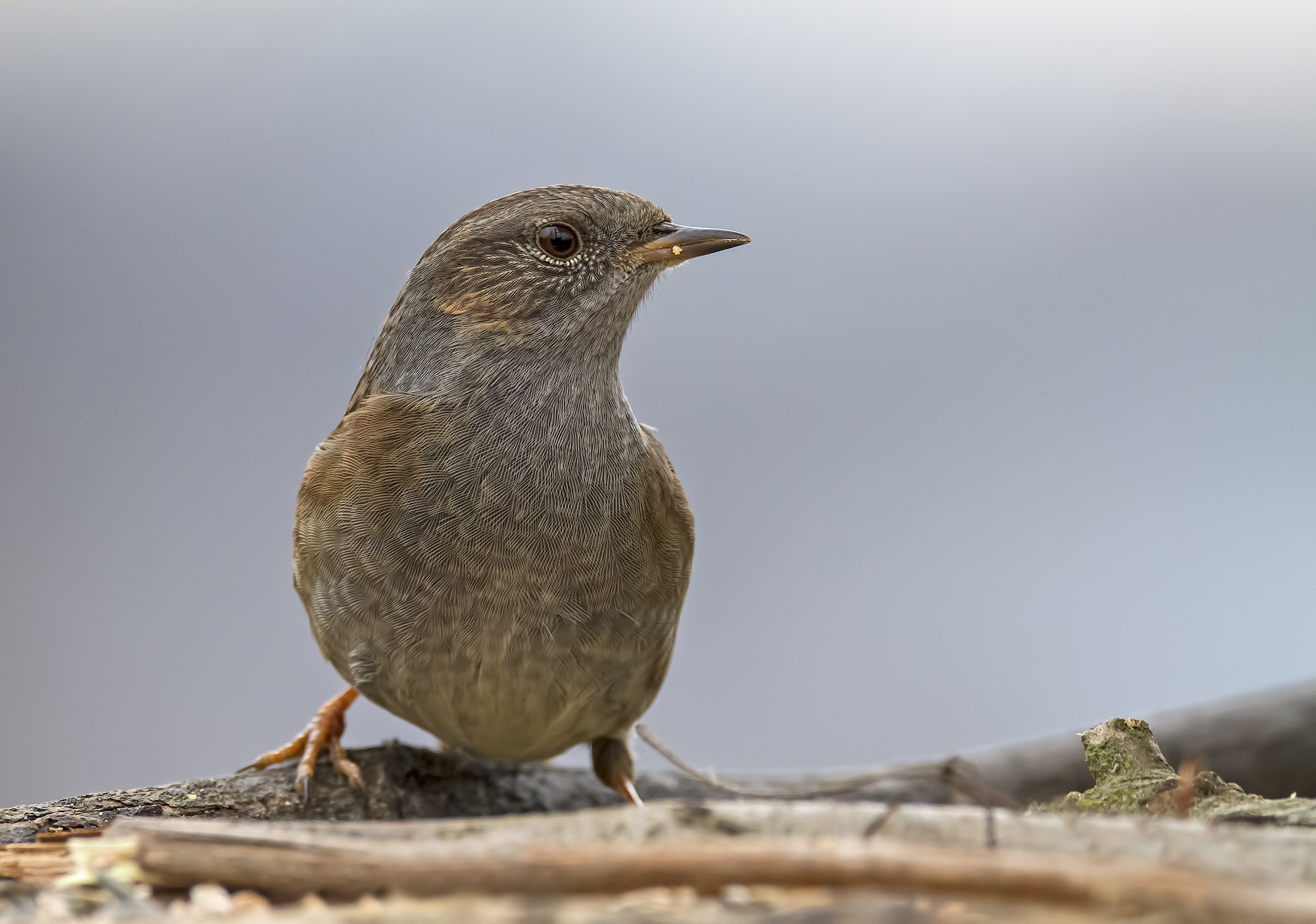 Dunnock