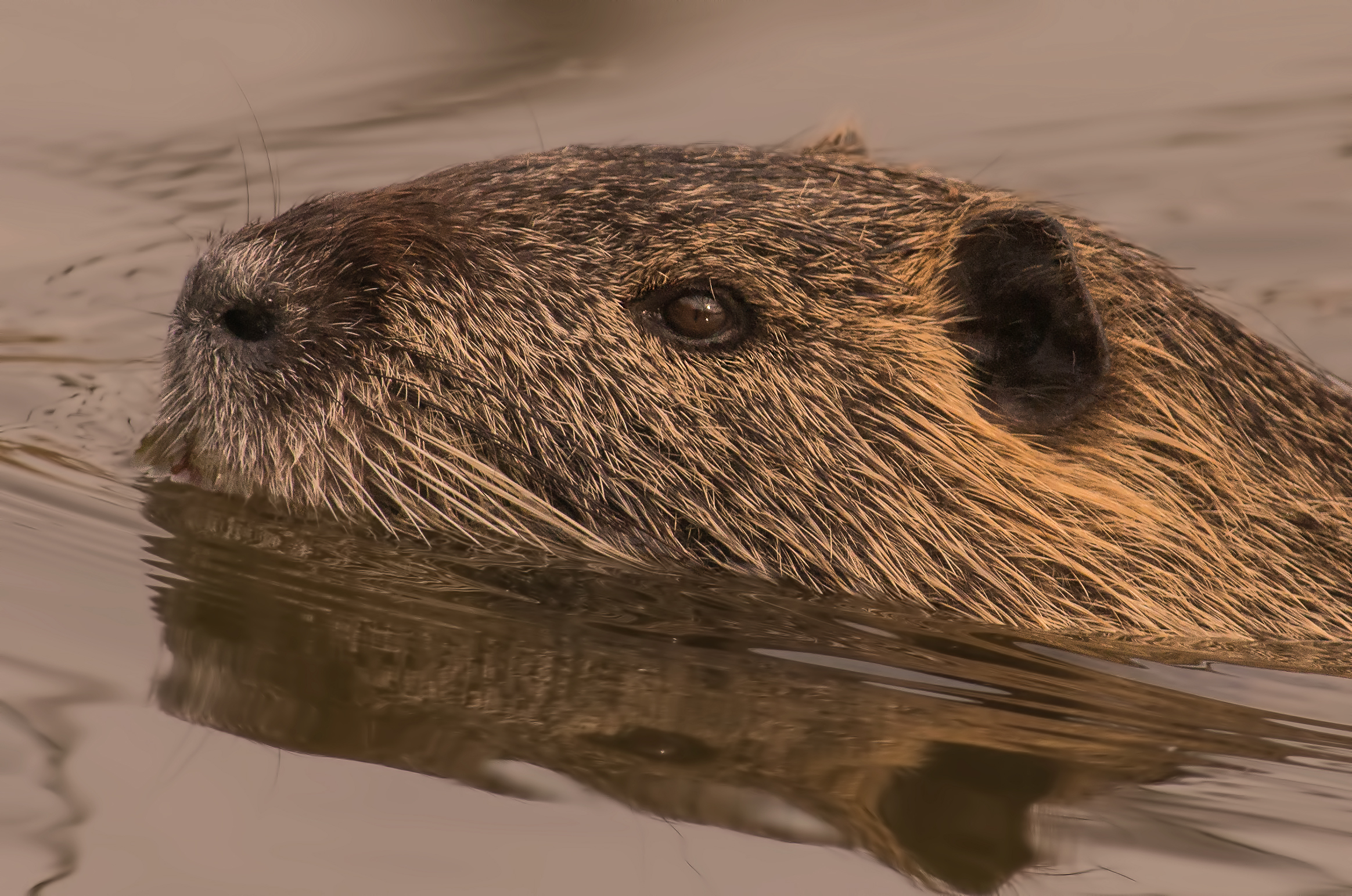 nutria