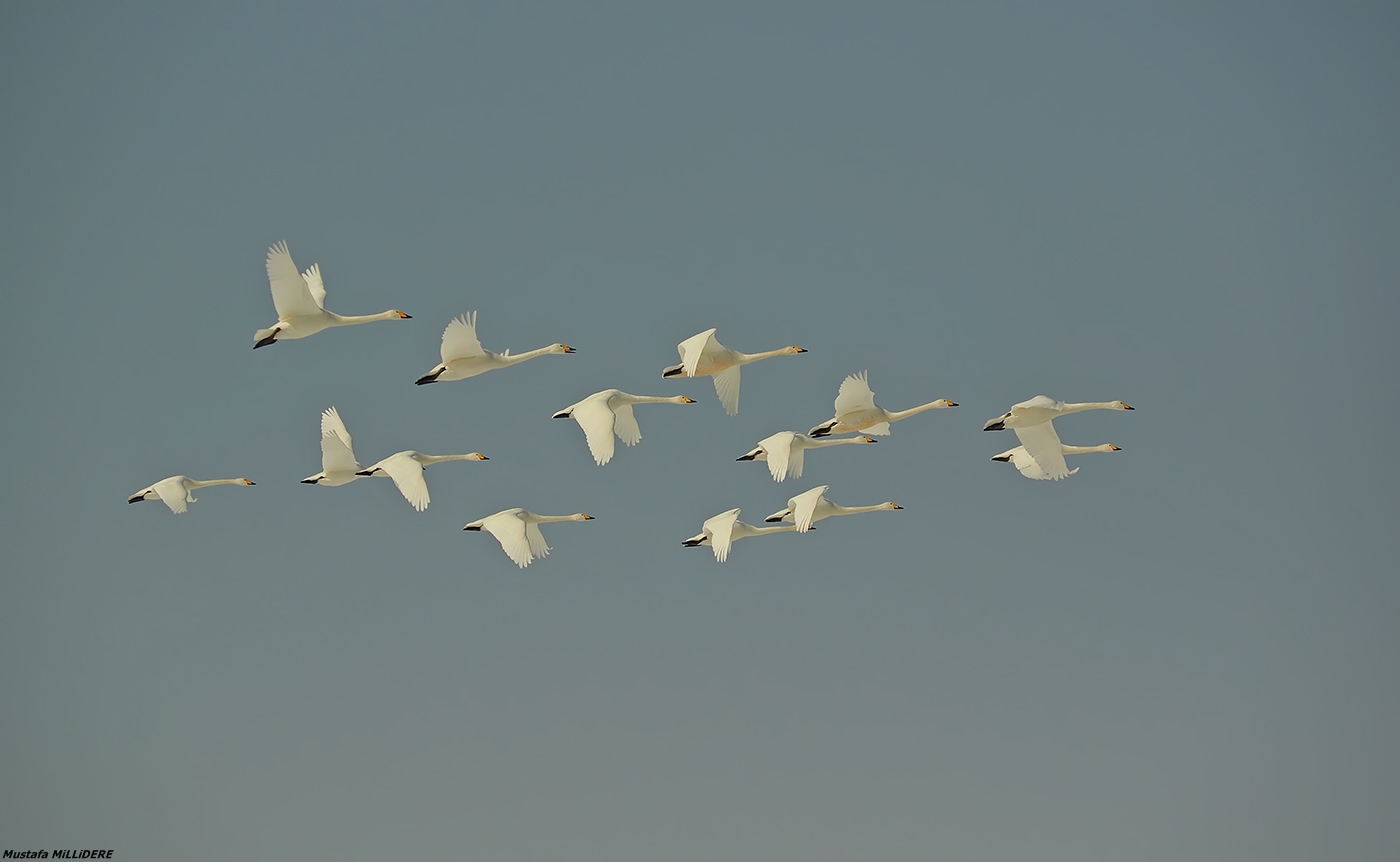 Whooper Swans ..