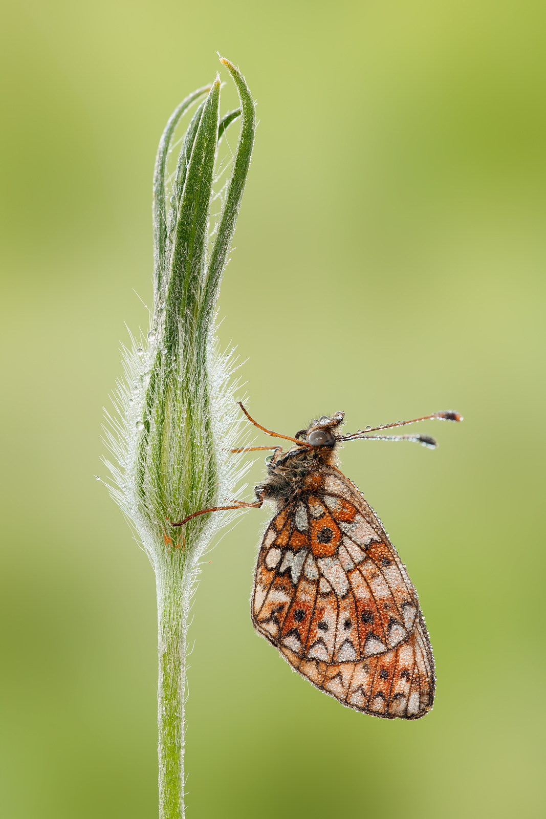 Boloria selene
