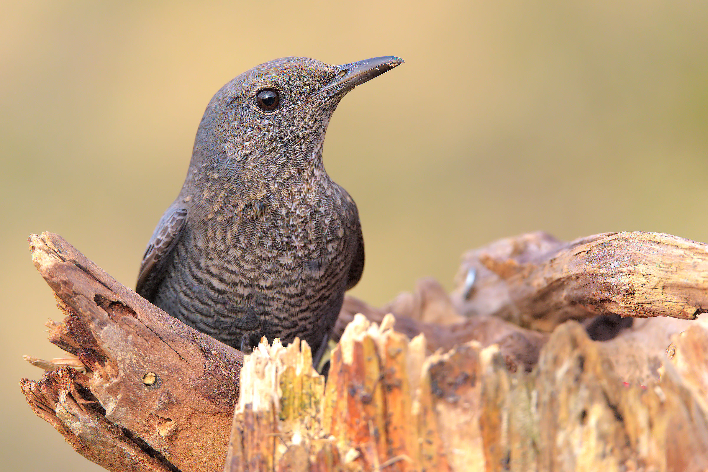 L'occhio del Passero solitario