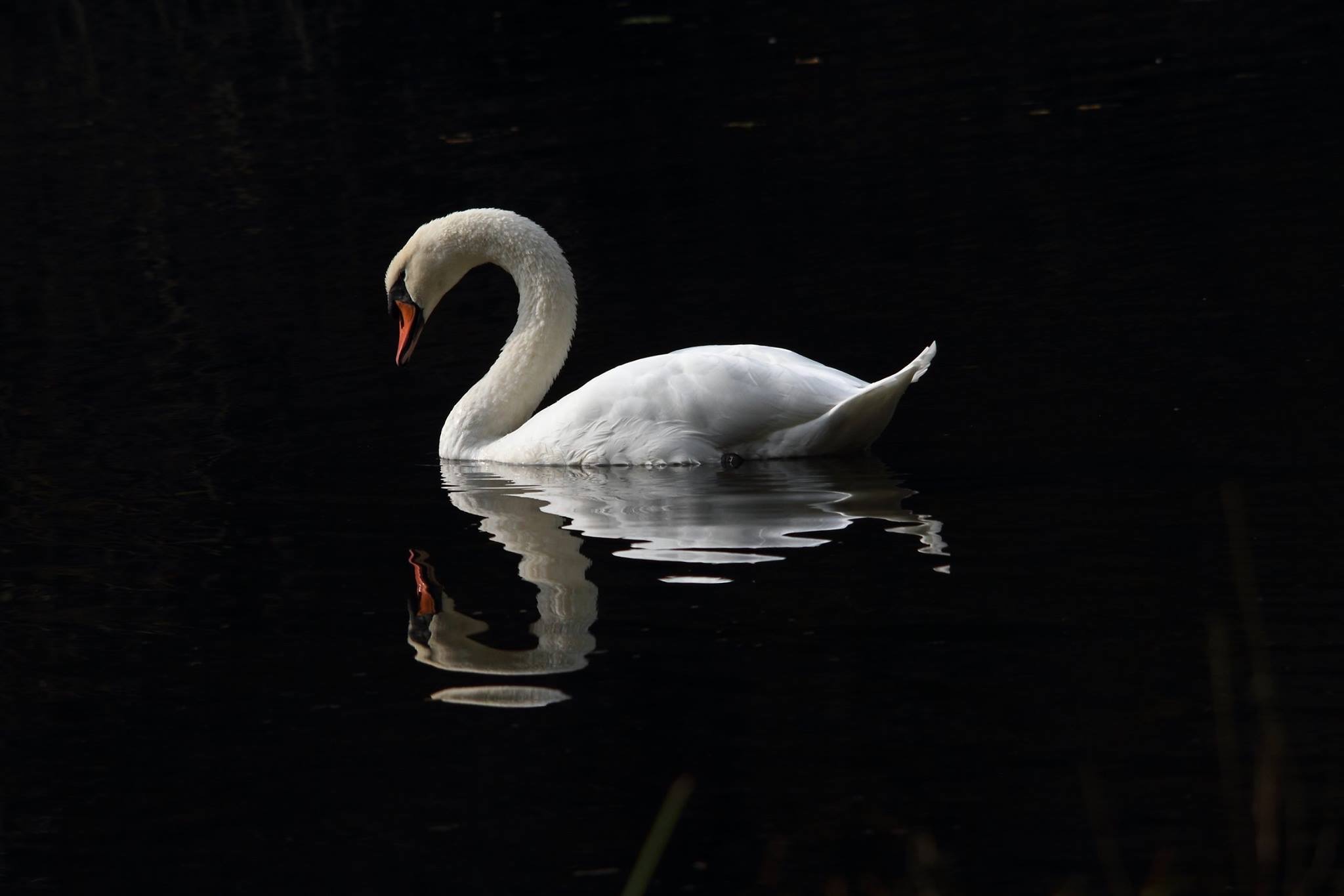 Mute Swan.