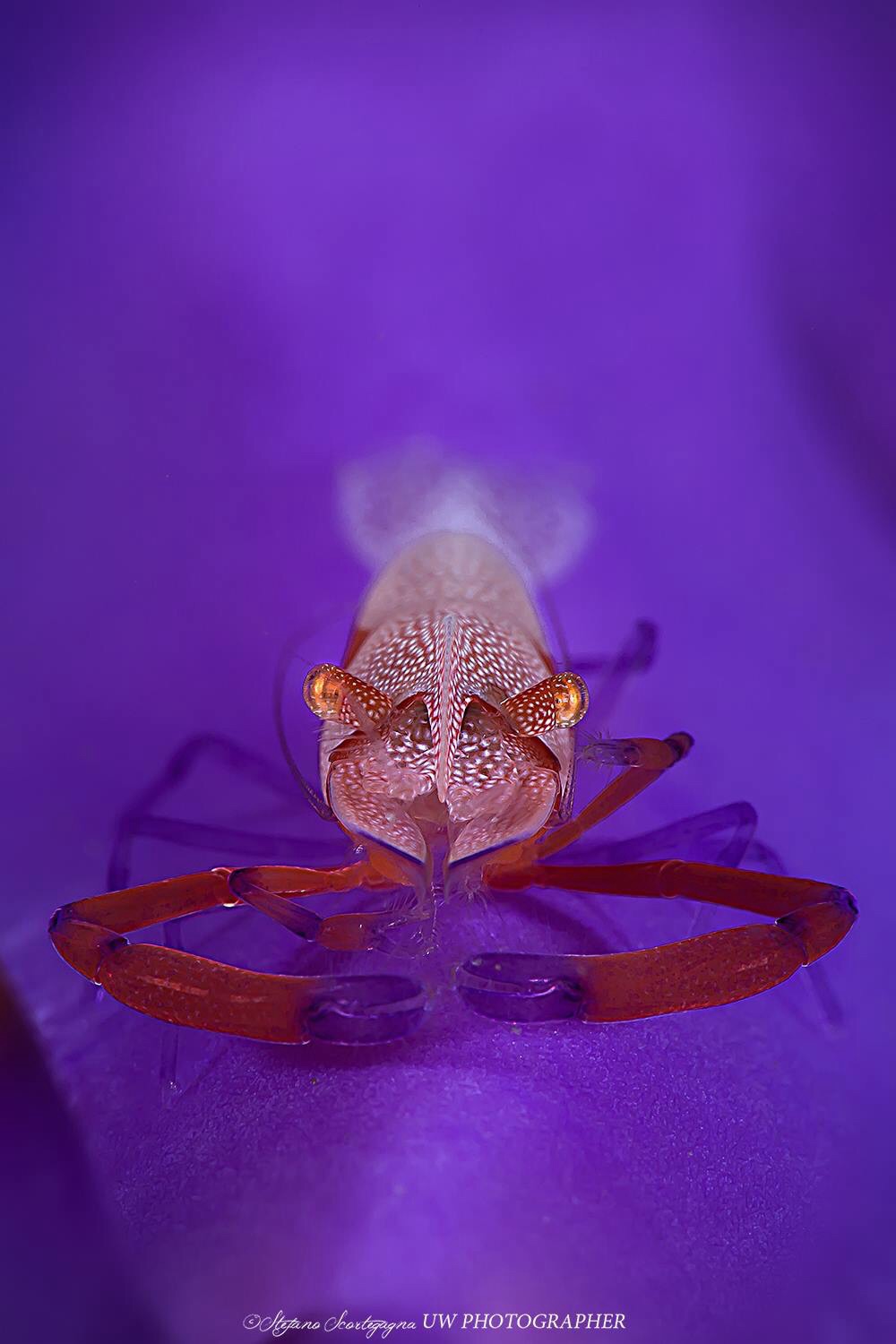 Periclimenes imperator