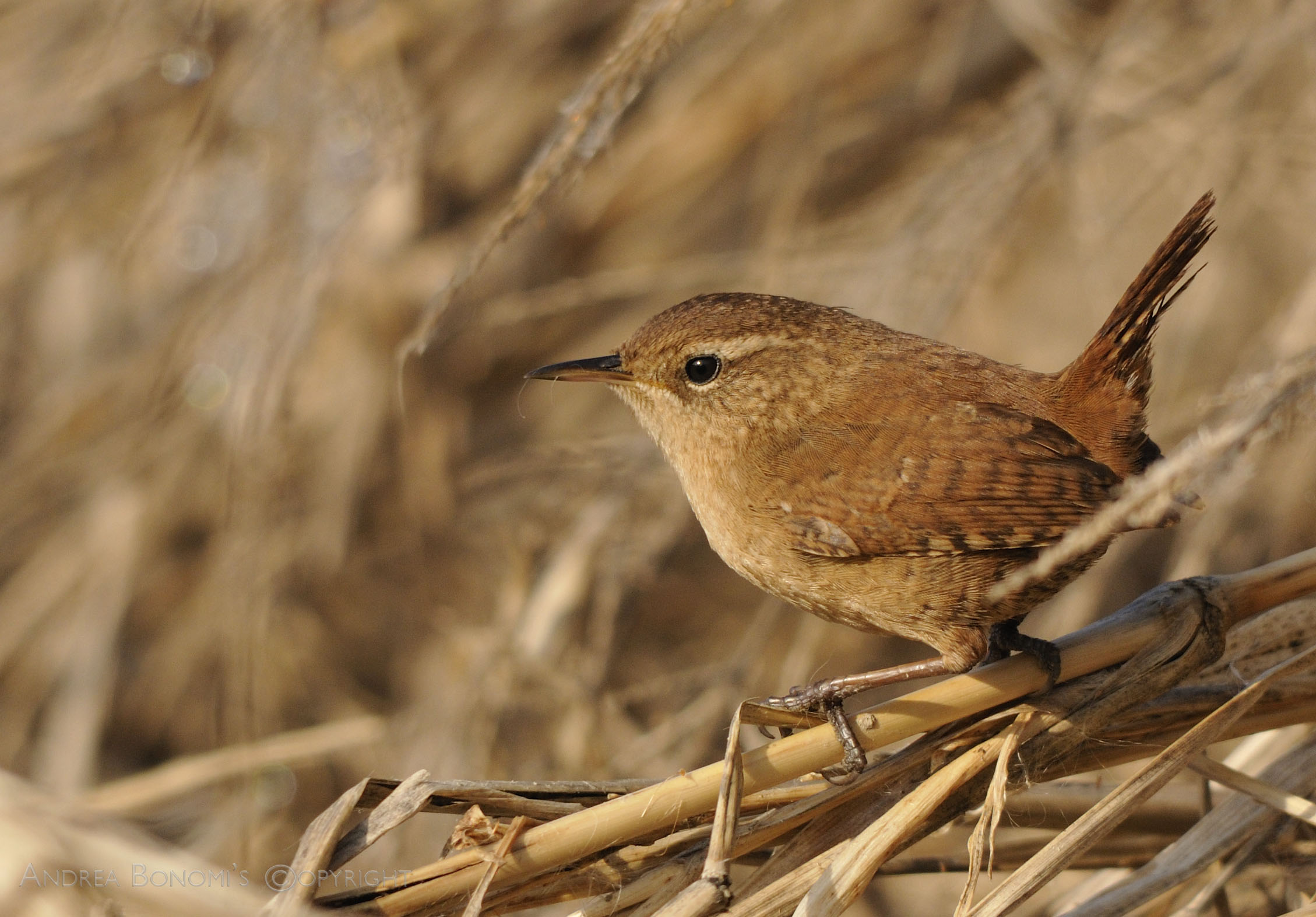 Wren