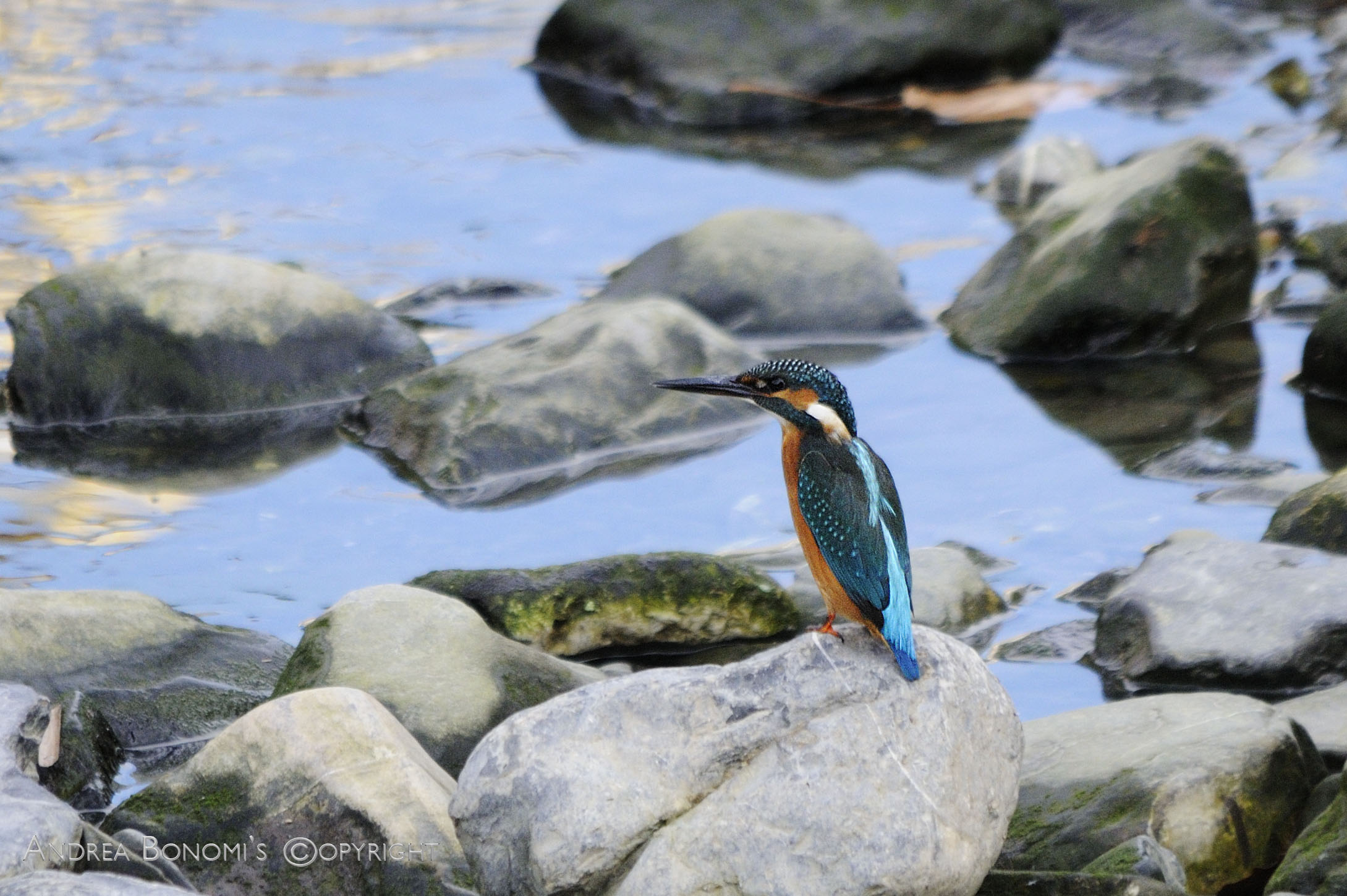 Kingfisher
