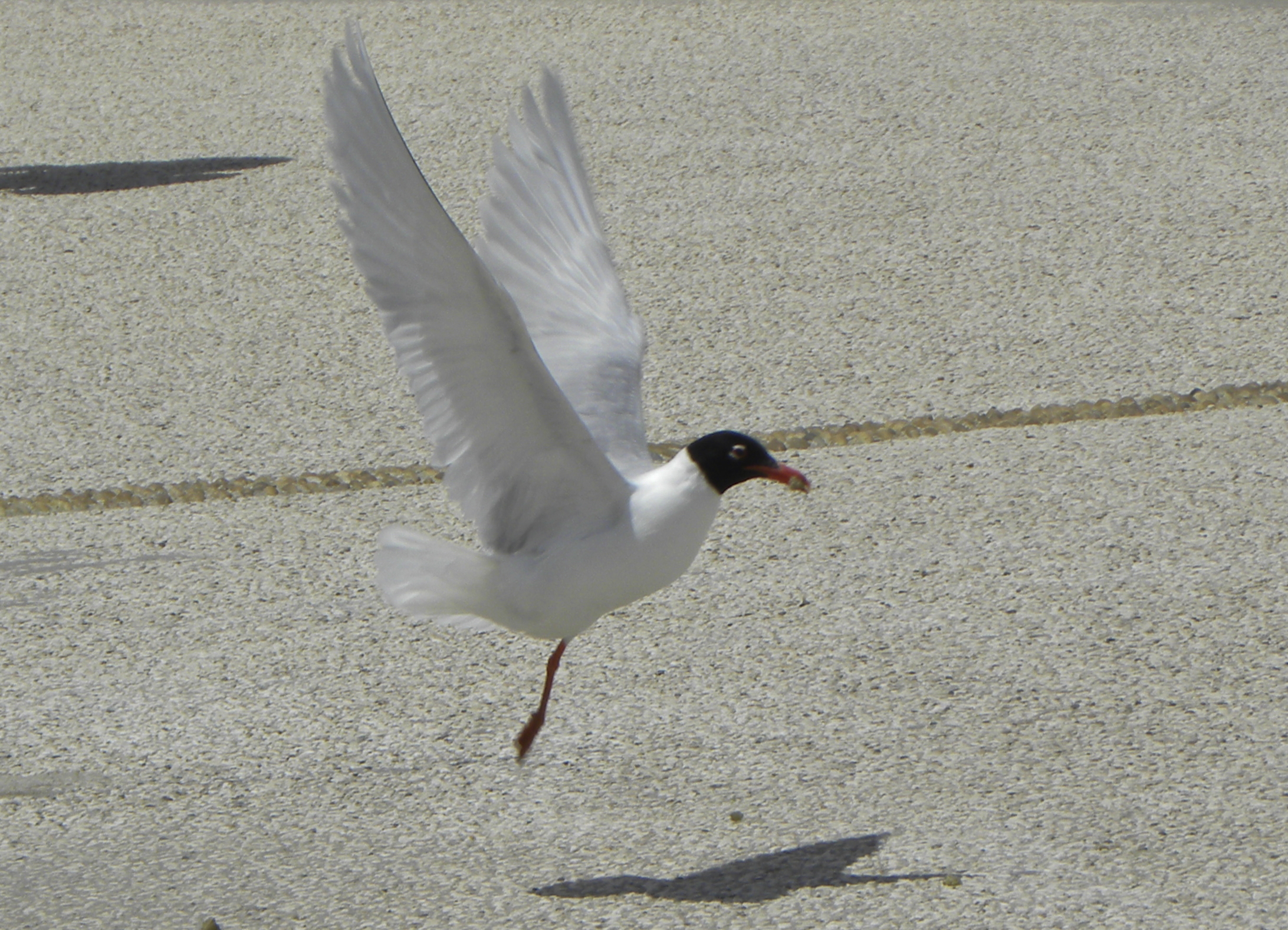 Gabbiano dalla testa nera, incontrato in Camargue