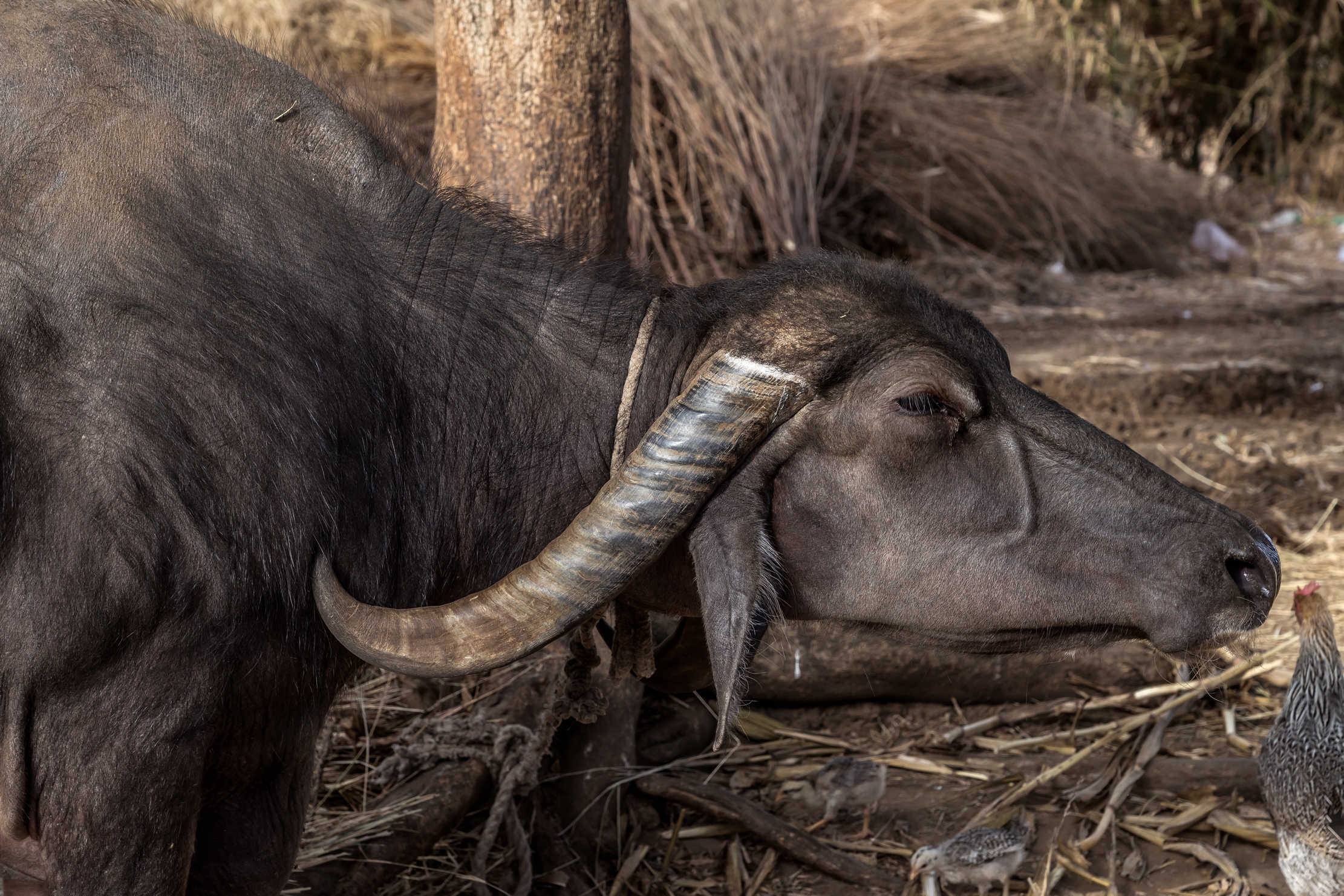 Gujarat 2015 - In un villaggio