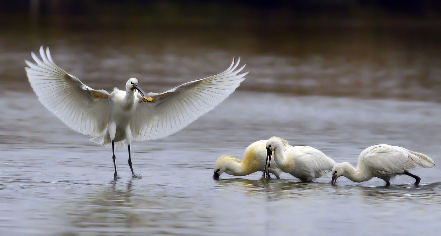 Spatole una mattina senza sole