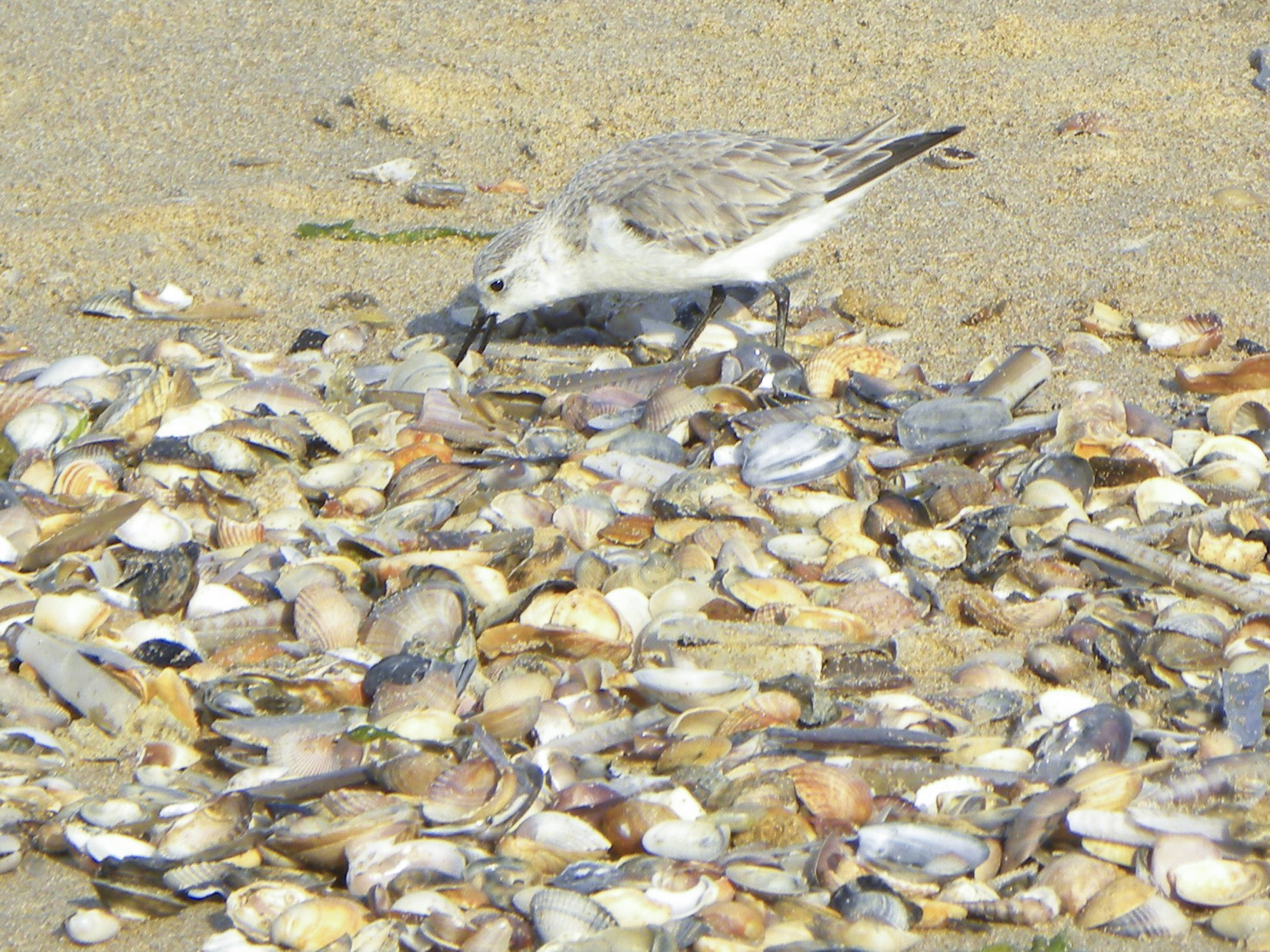 Calidris, incontrato a Monte Gordo (Algarve) Portogallo