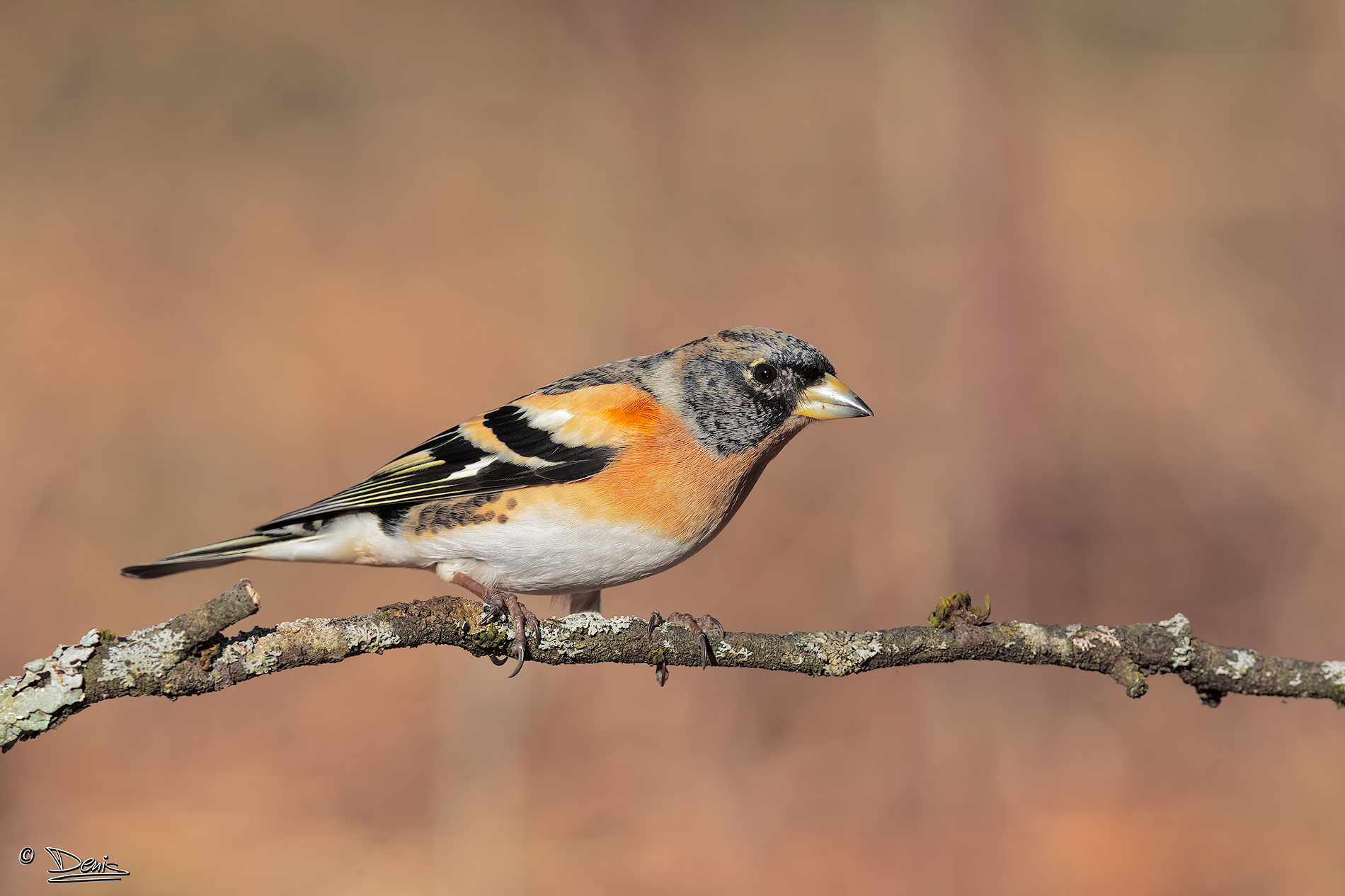 Brambling
