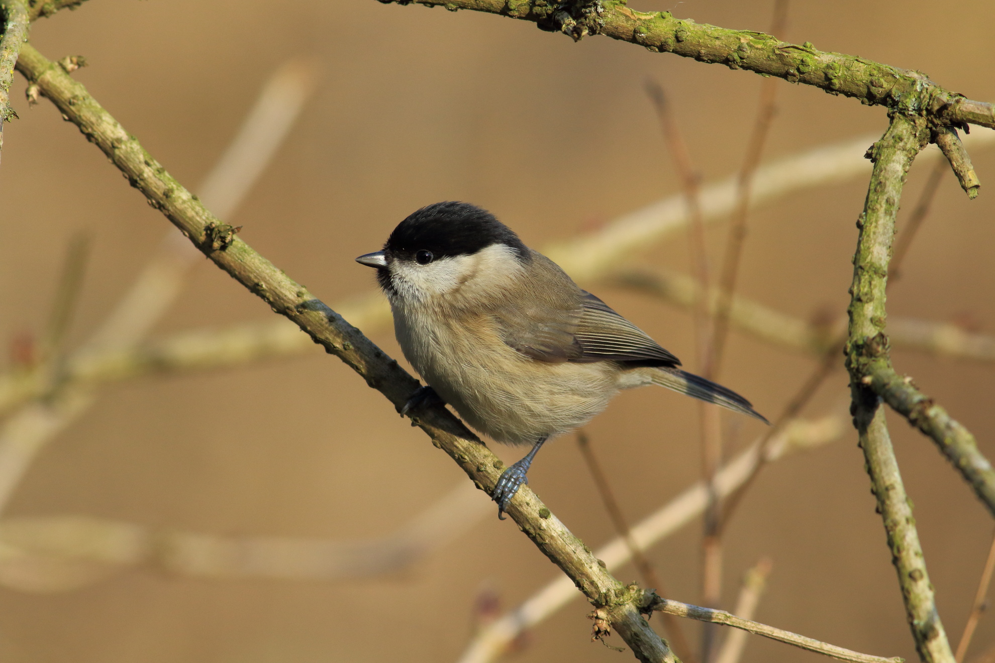 willow tit