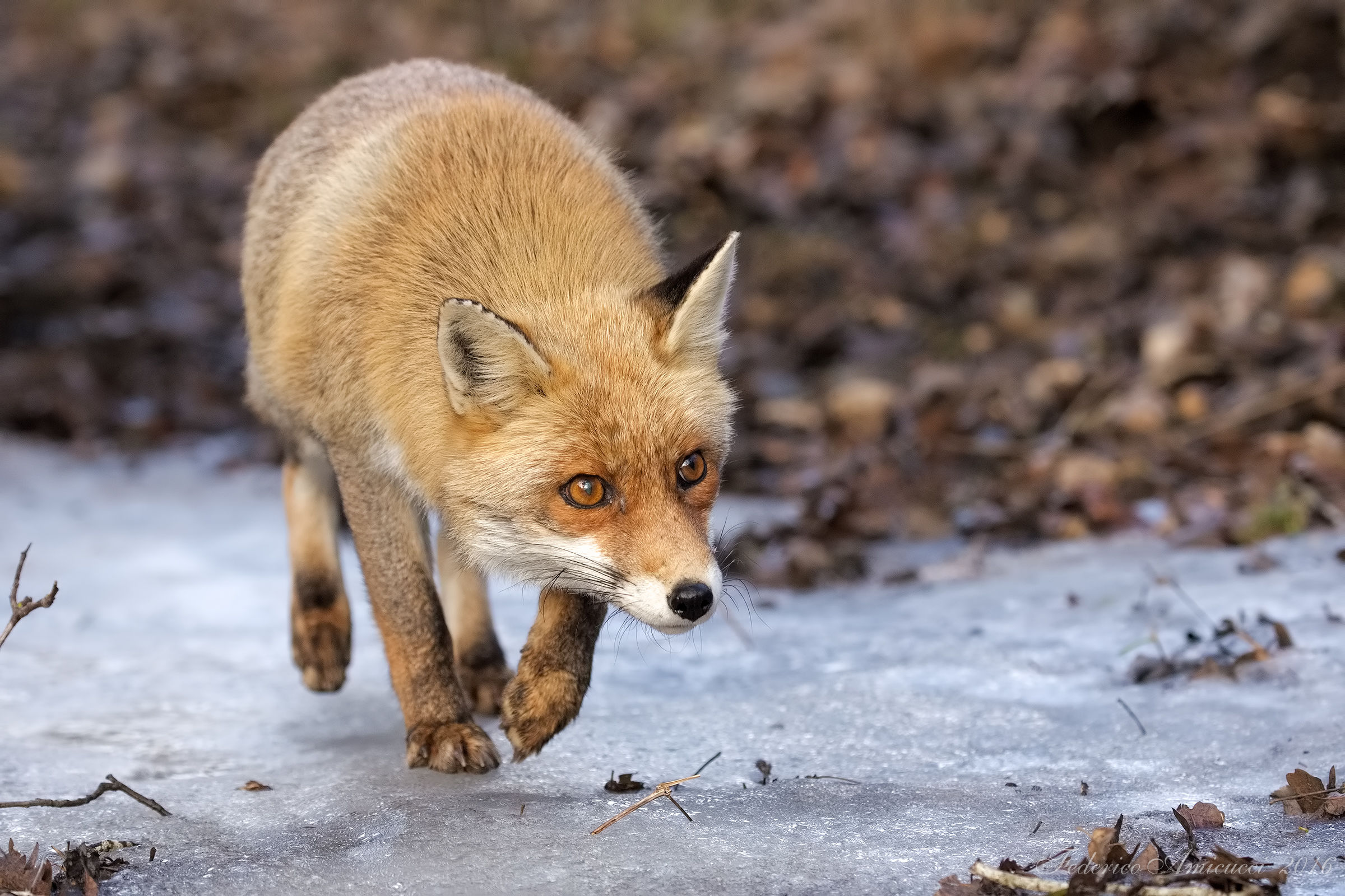 Pattinando sul ghiaccio