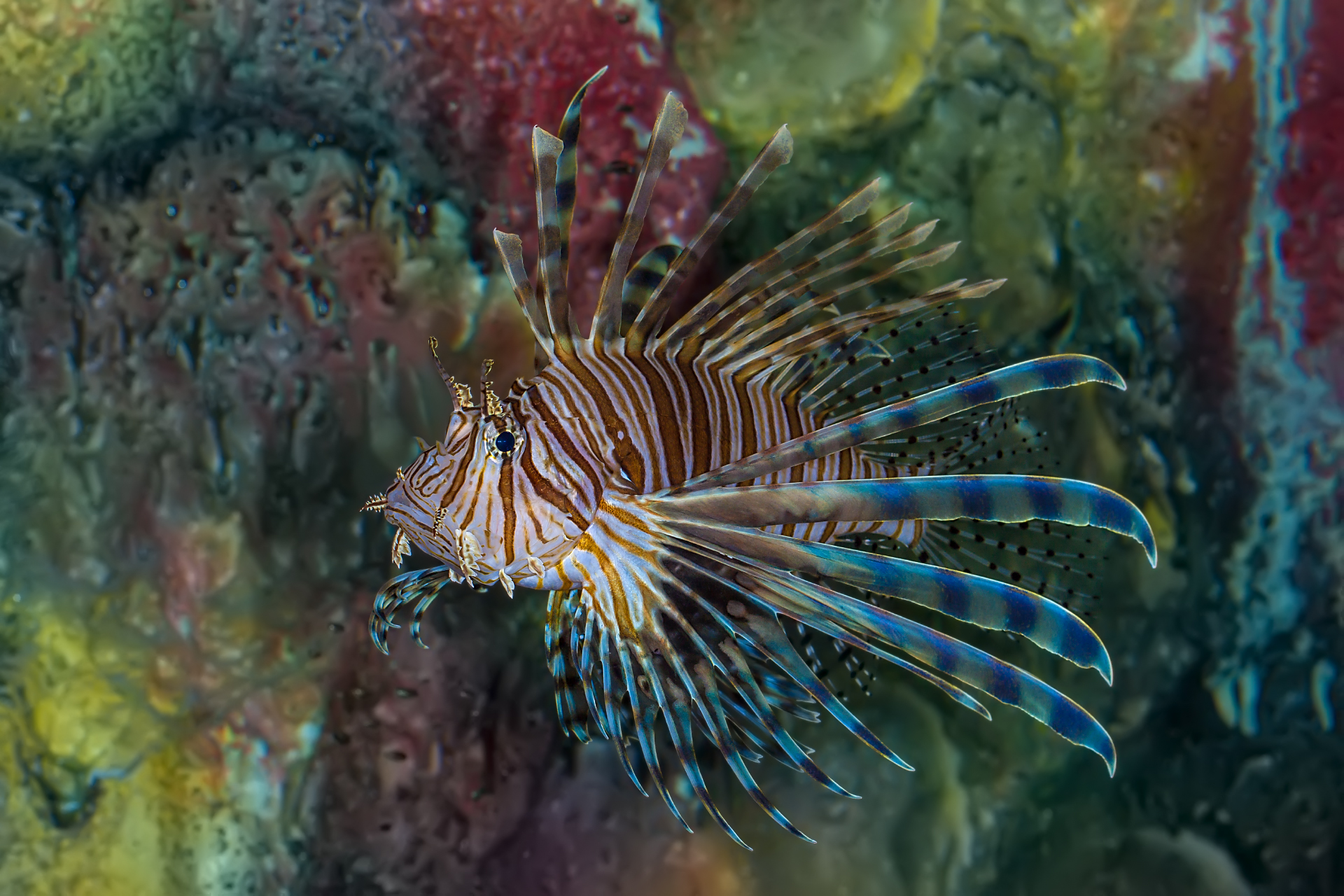 Volitan Lionfish