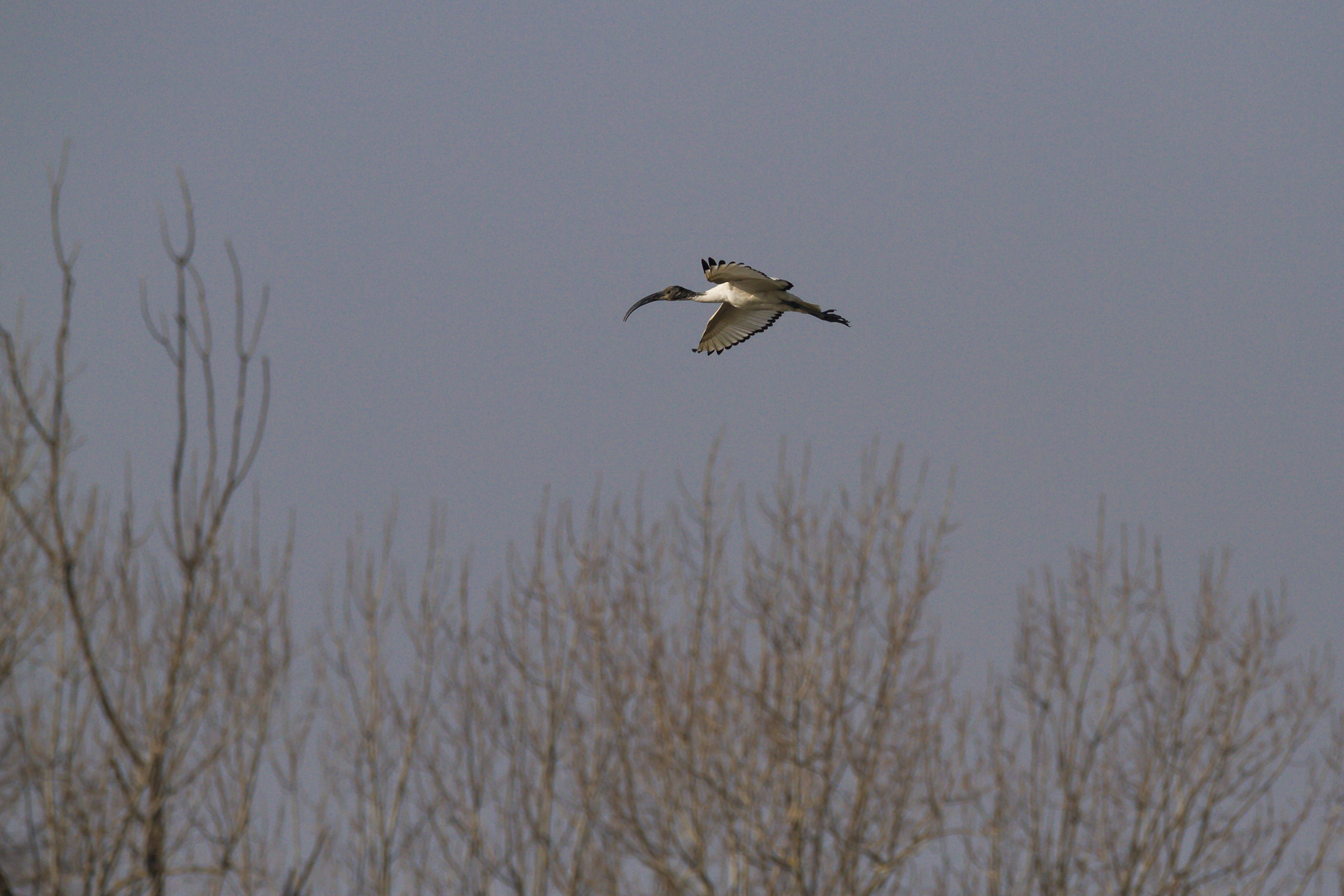 Ibis sacro in volo...