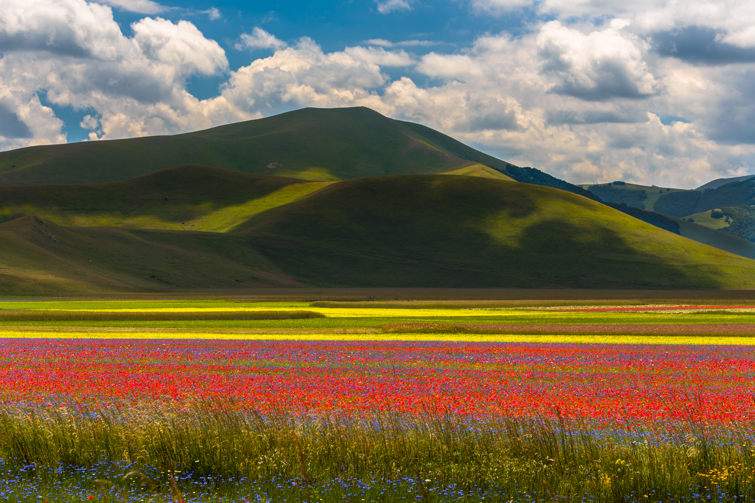 Altopiano di Castelluccio, fioritura