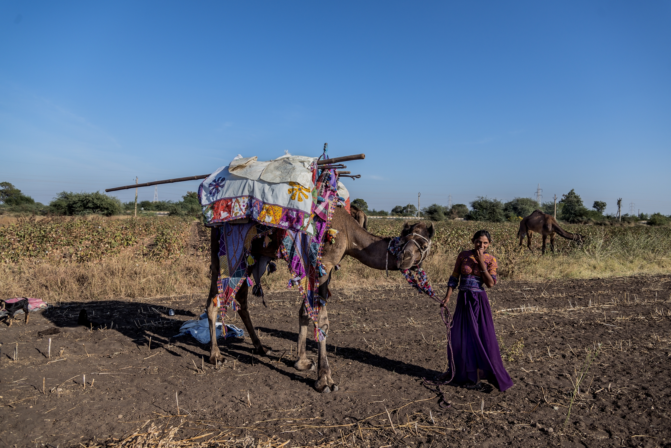 Gujarat 2015 - Nomade