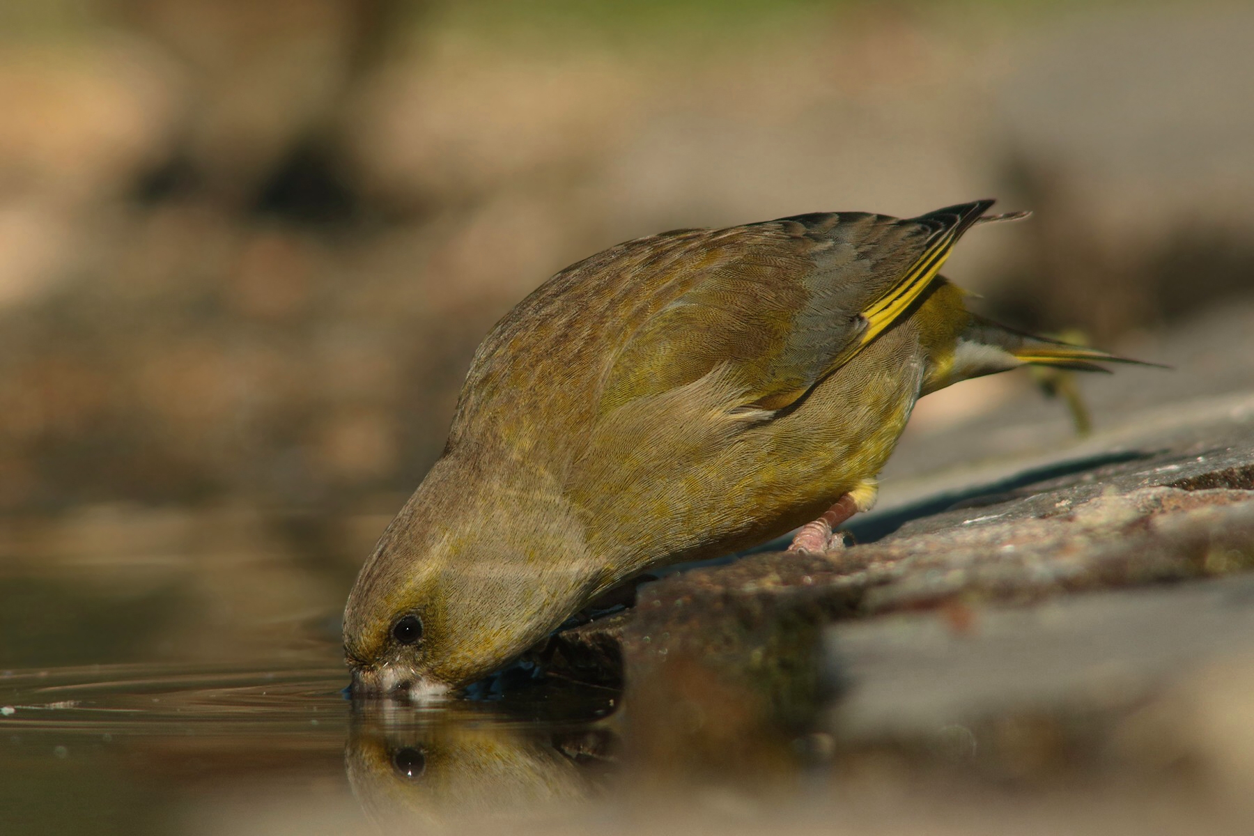 The greenfinch thirsty