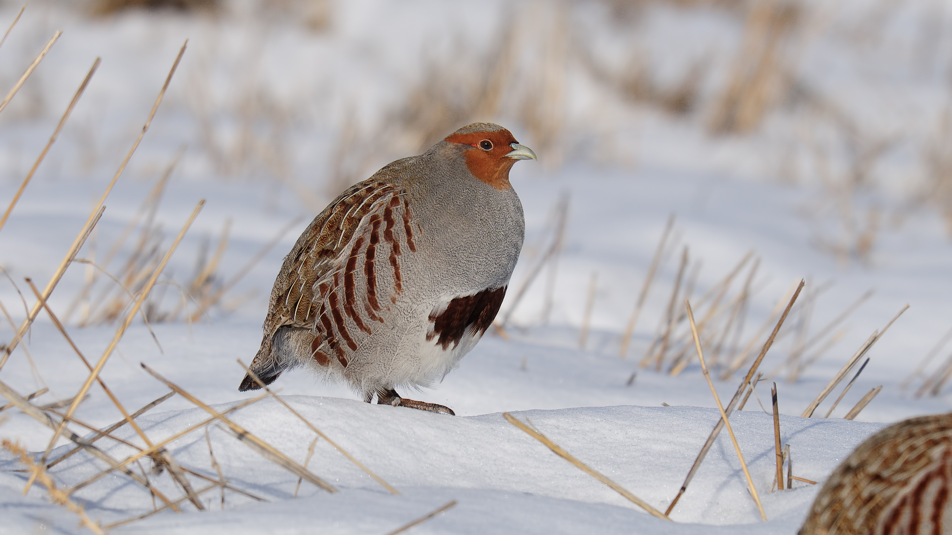 Perdix perdix »starna
