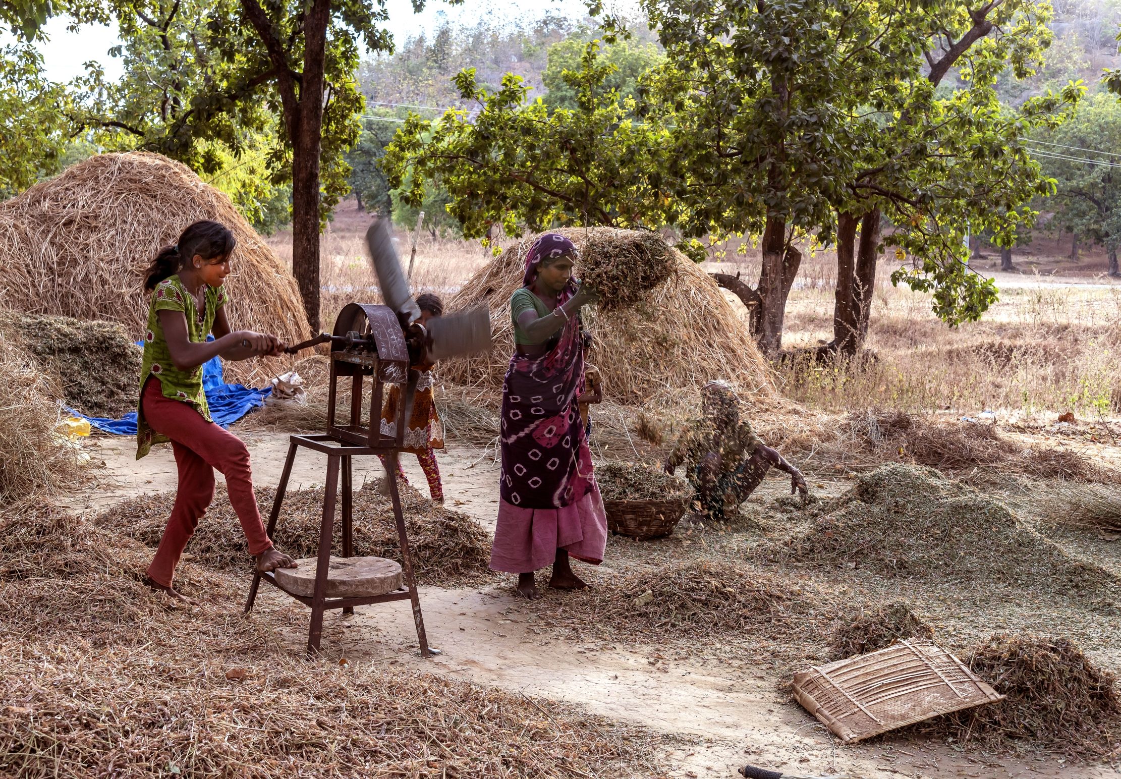 Gujarat 2015 - Lavori di campagna