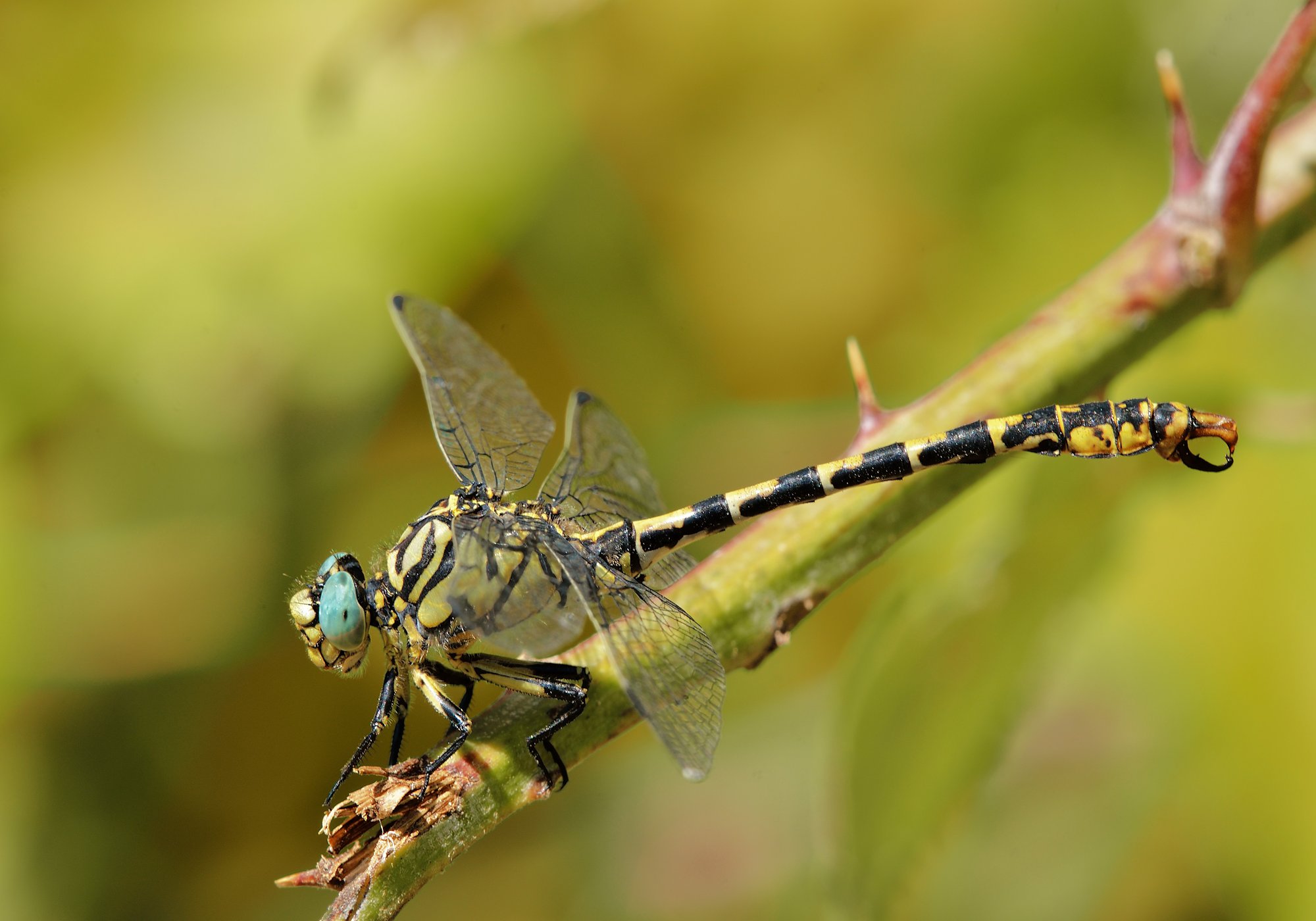 Onychogomphus Forcipatus.