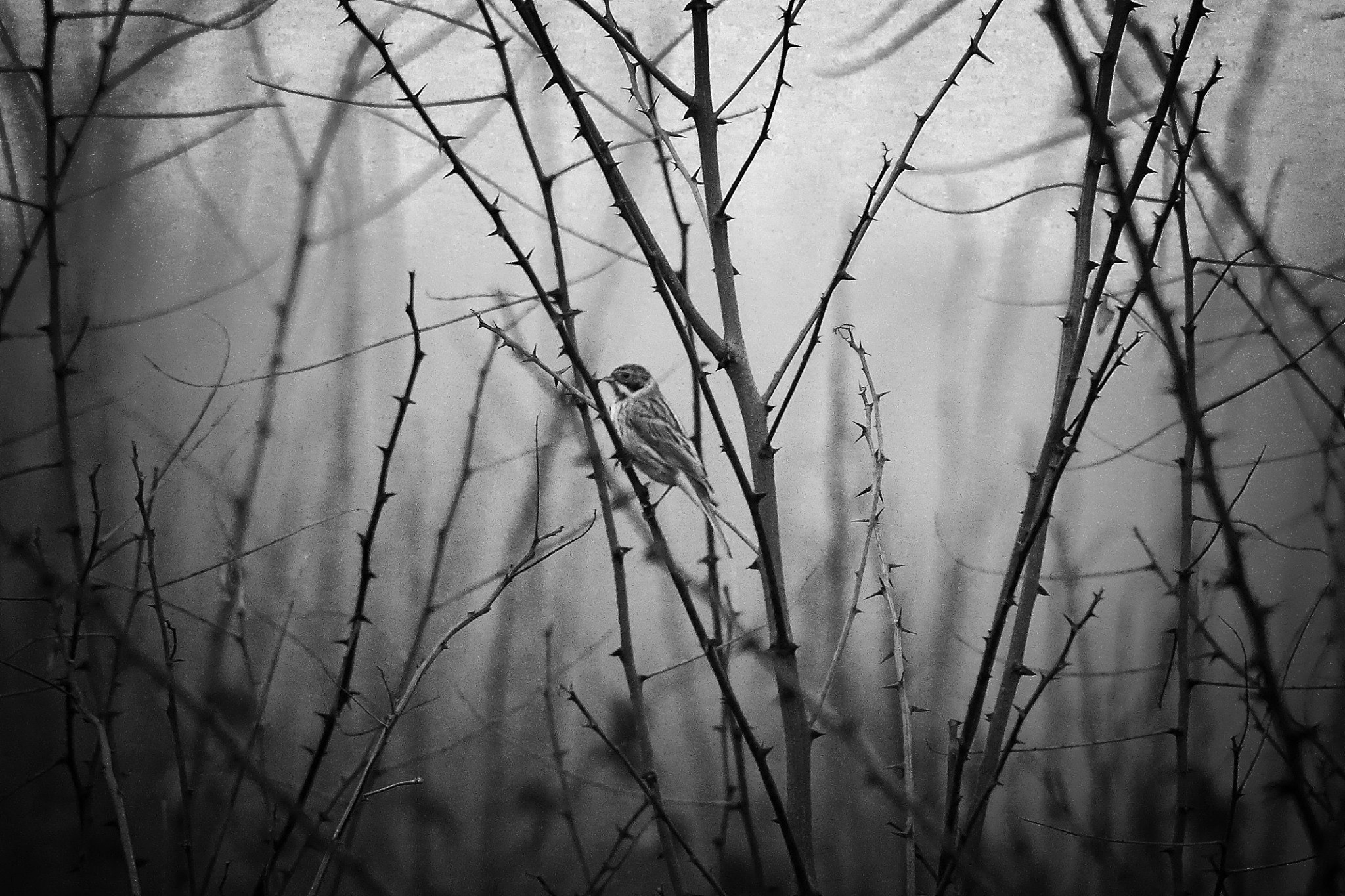 Sheltered among the thorns ...