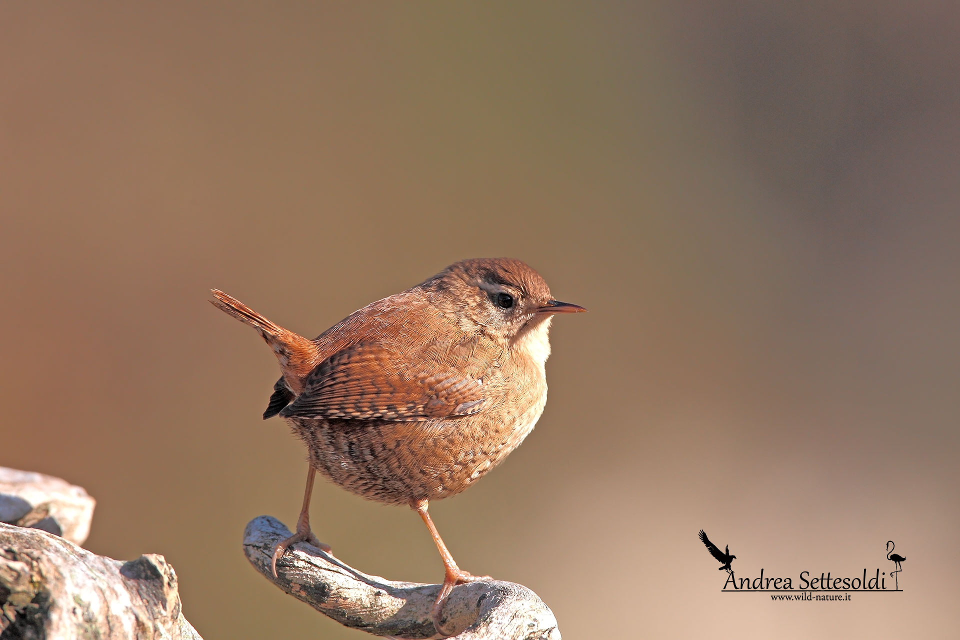 Wren