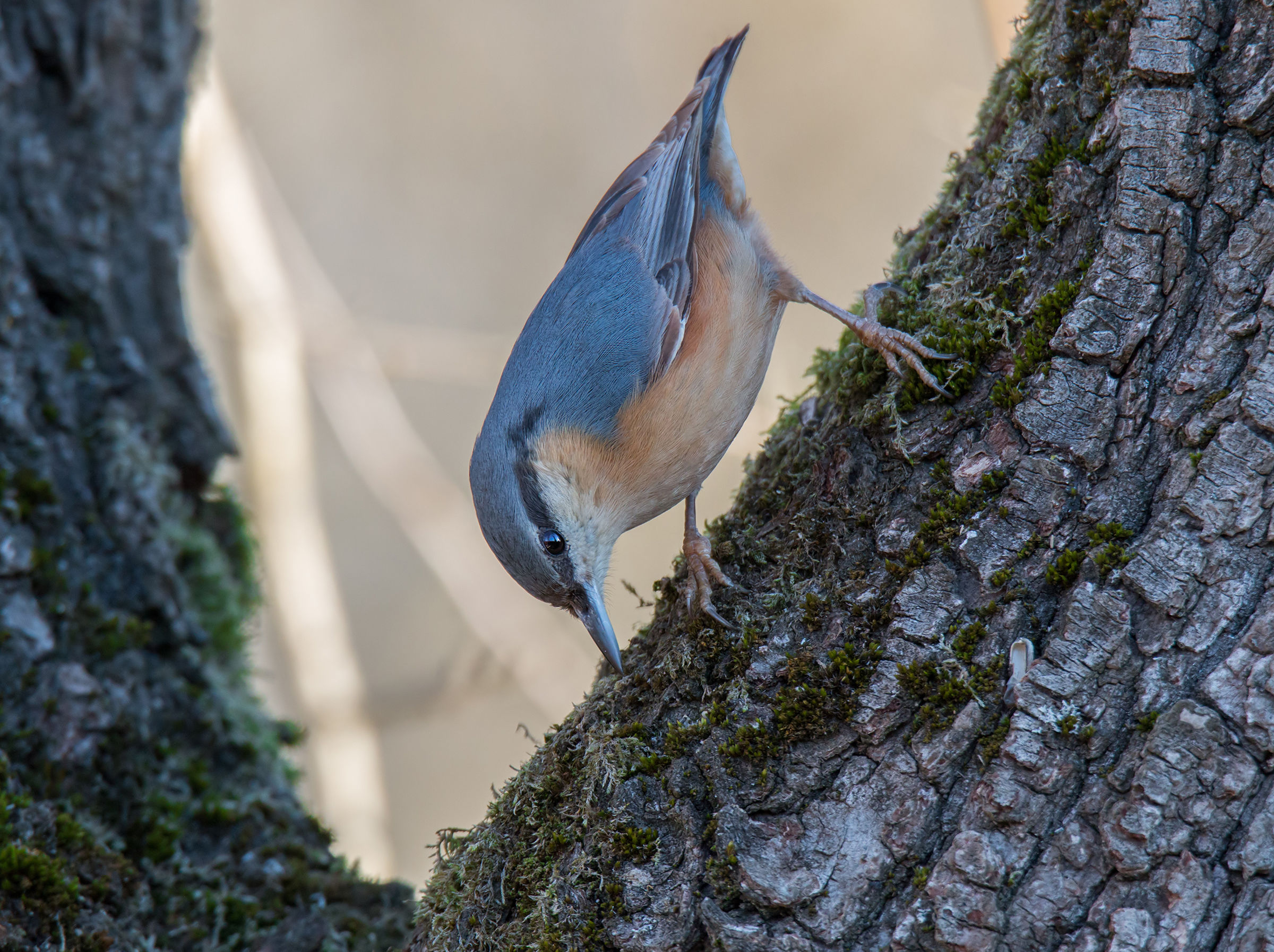 The Muraiolo and seed