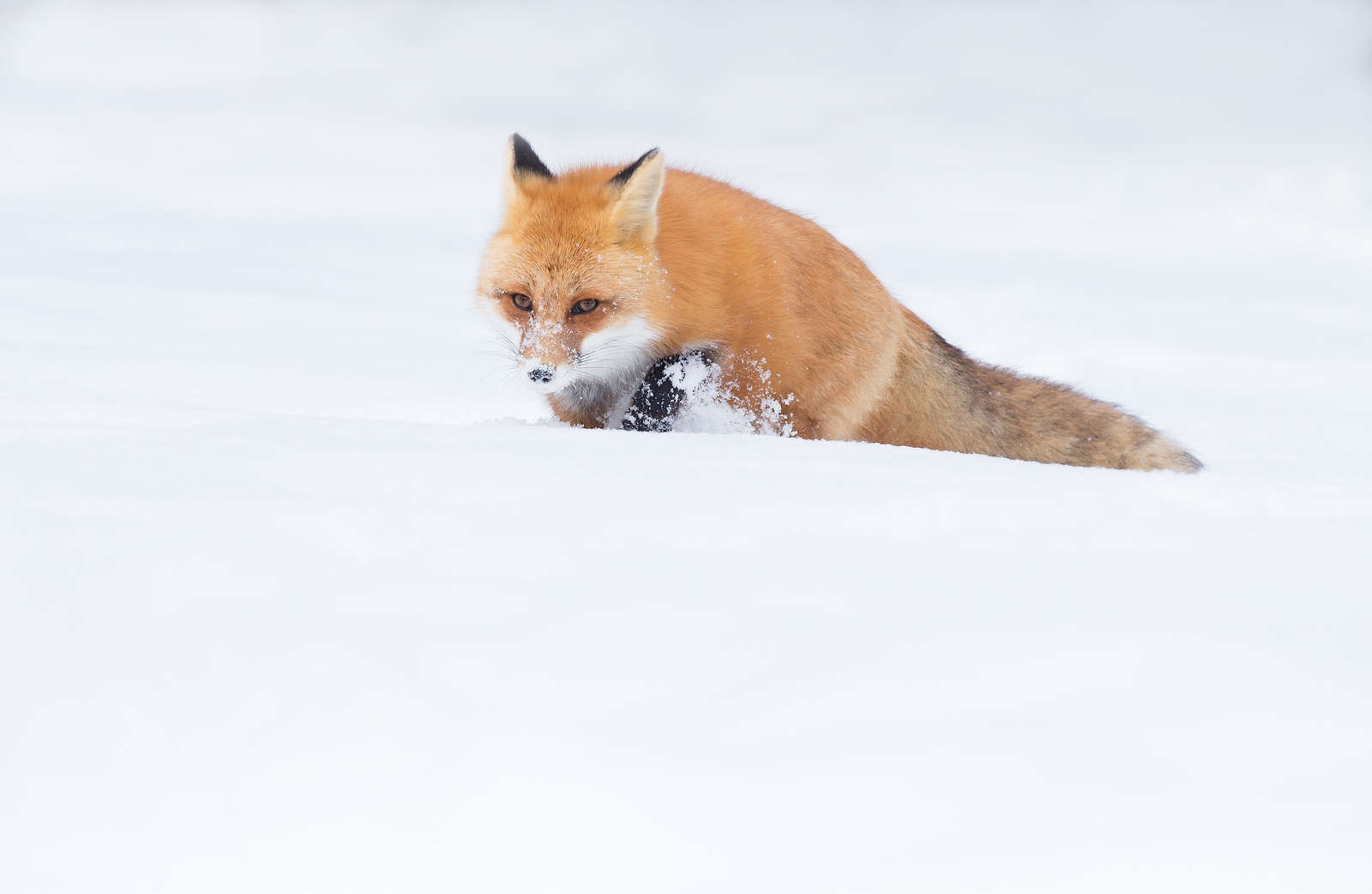 Red Fox, Ontario, Canada
