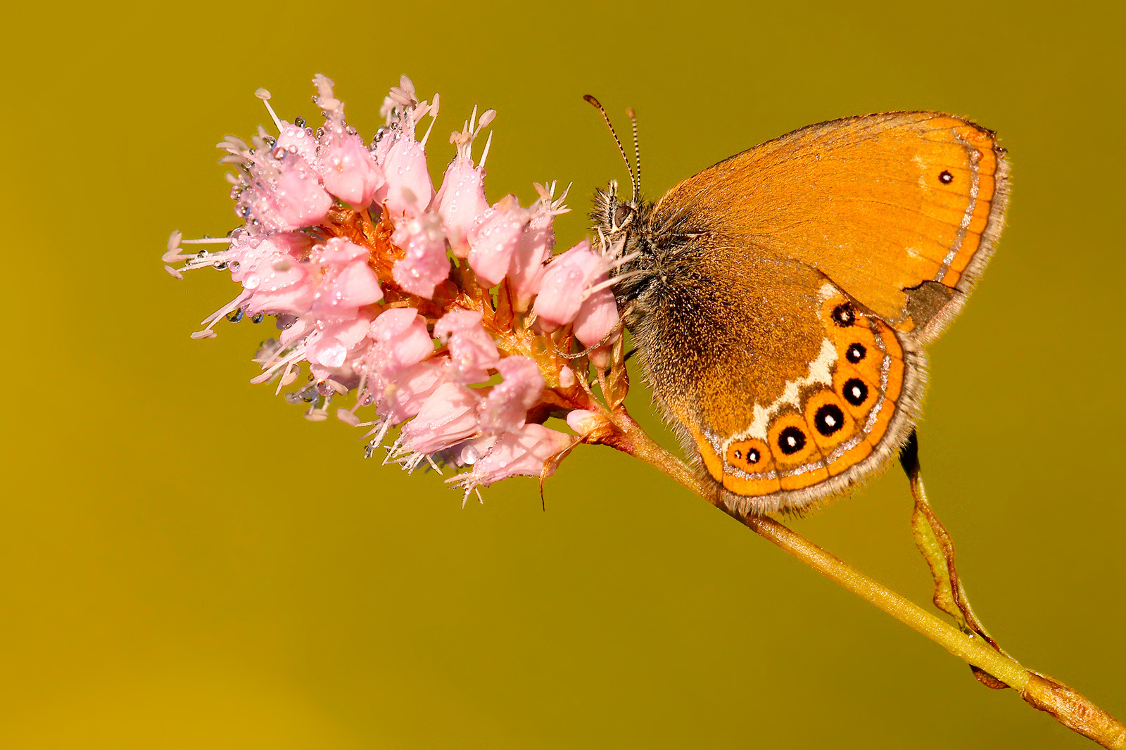 A beautiful morning trespass