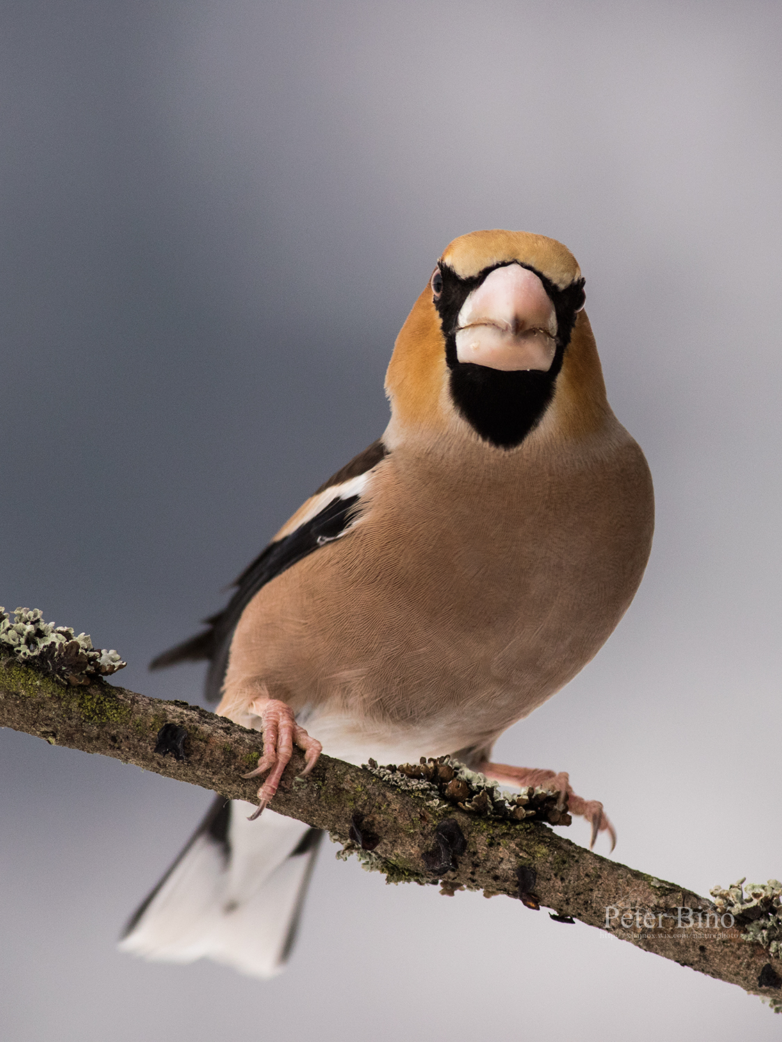 Hawfinch