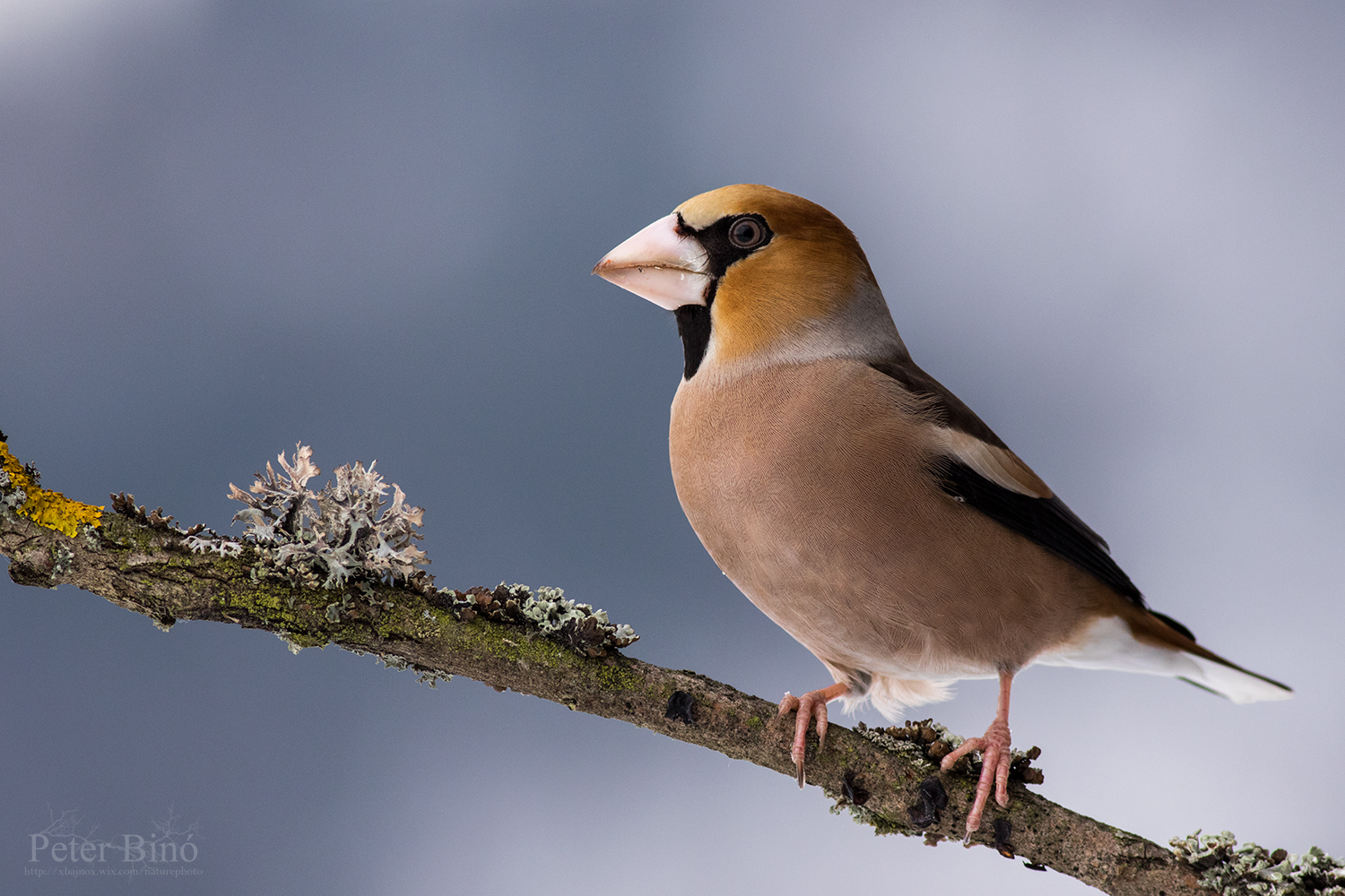Hawfinch
