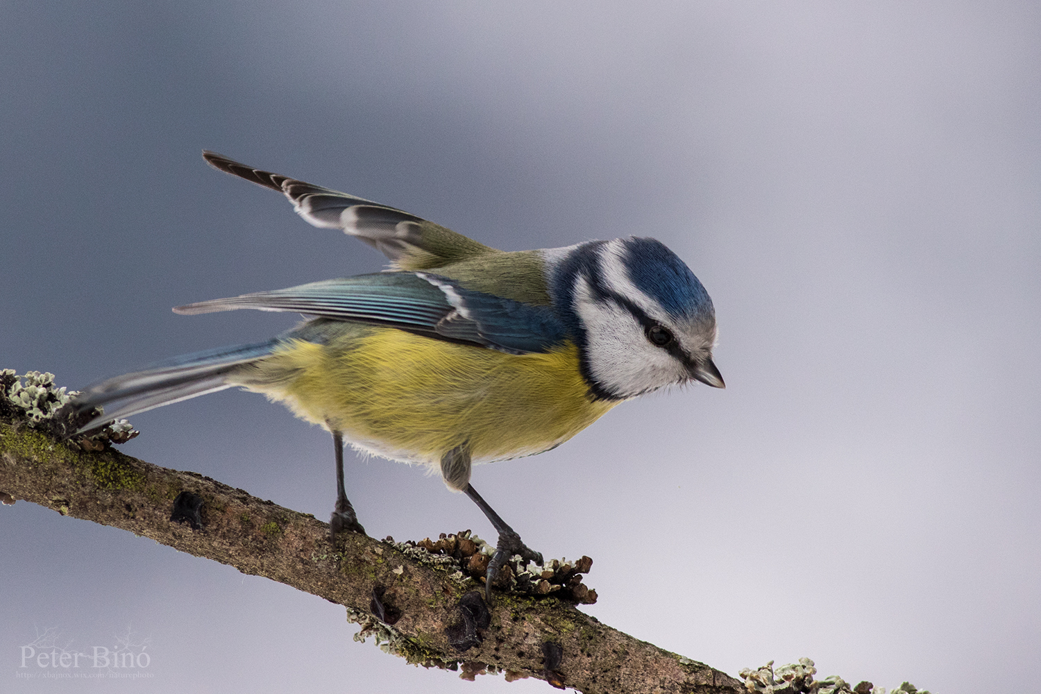 Eurasian blue tit