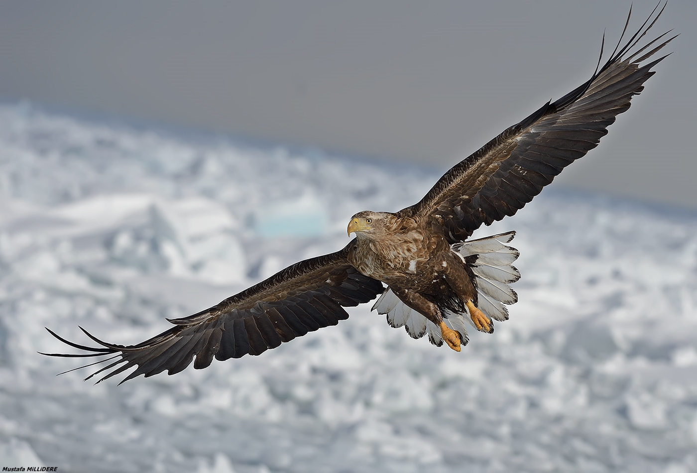Aquila dalla coda bianca ...
