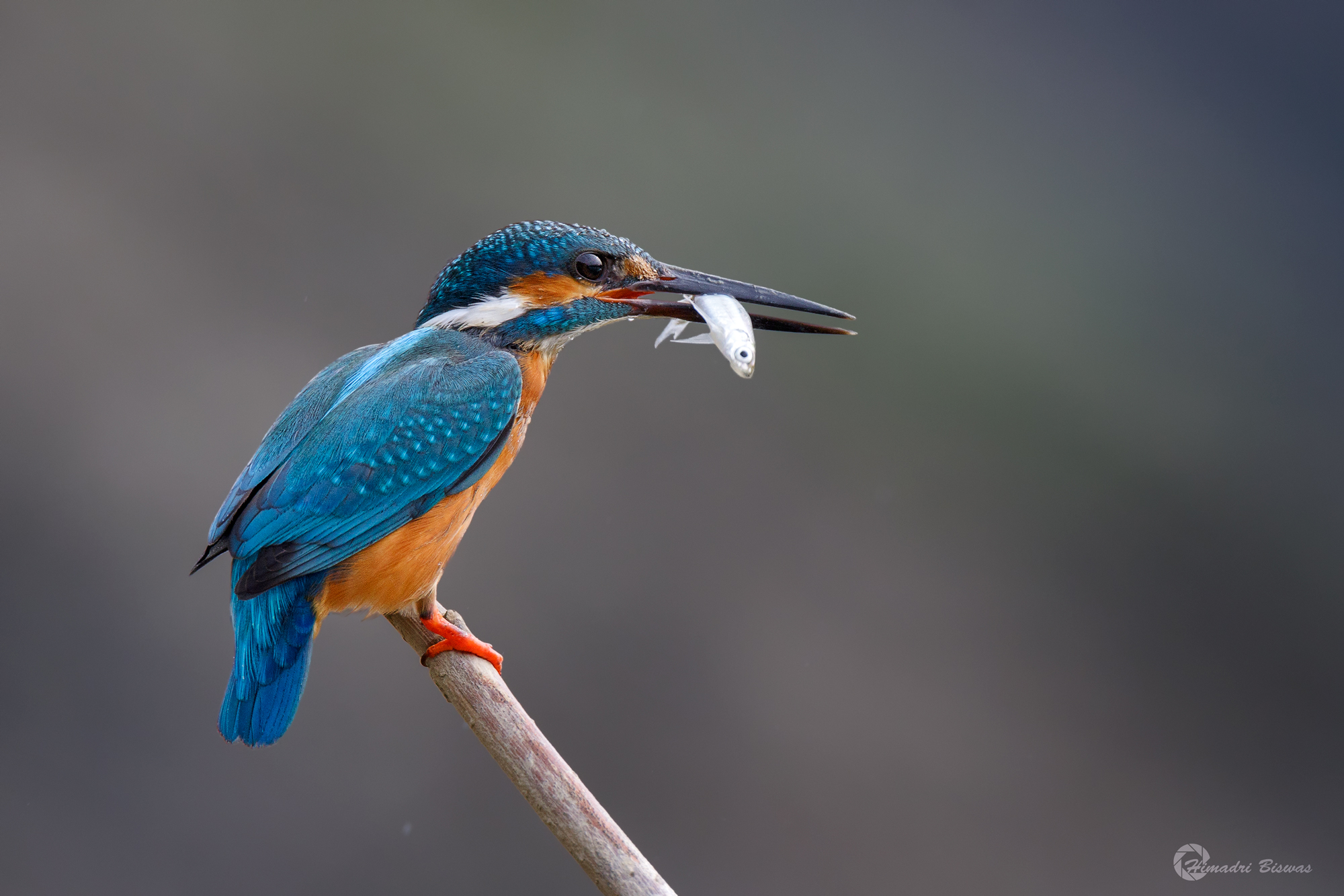 Common Kingfisher