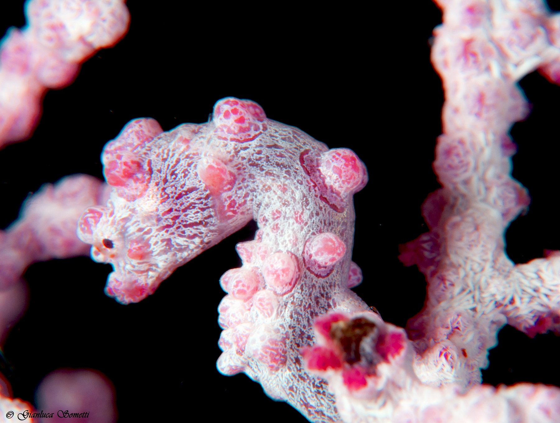 pigmy seahorse bargibanti