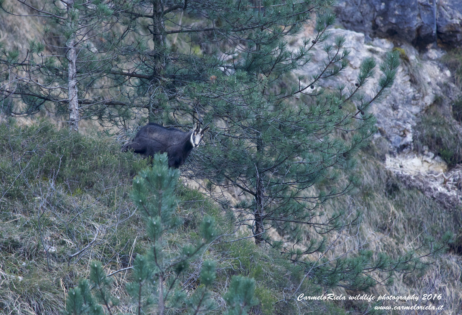 Camoscio(Rupicapra Rupicapra)