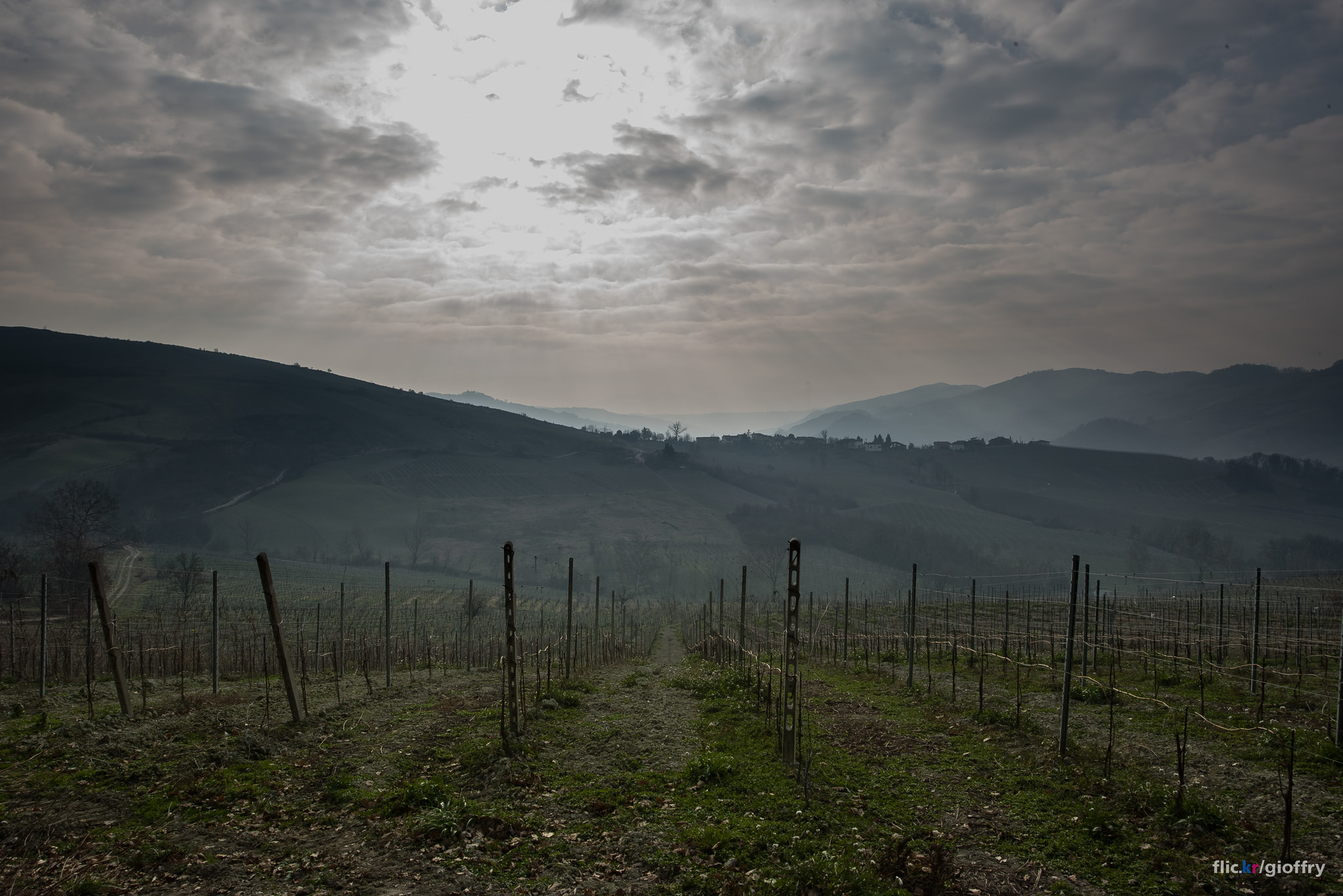 Vineyards in winter in Montalto Pavese