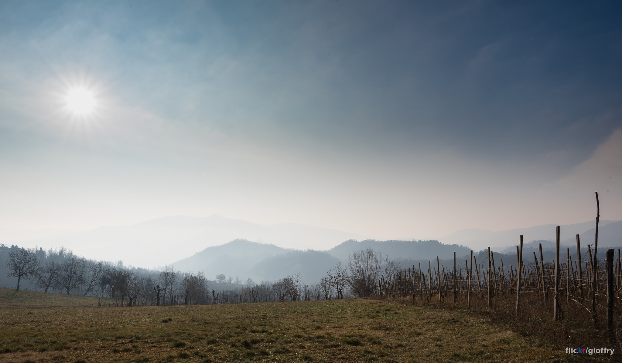 Vineyards in winter in Montalto Pavese