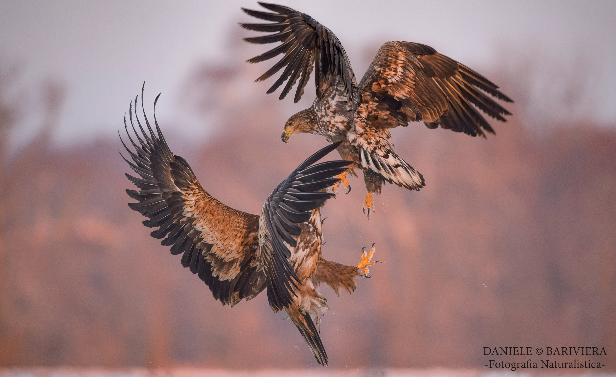 l'alba delle aquile...