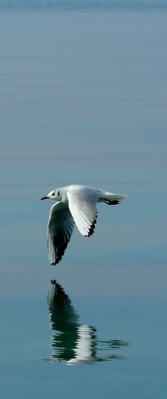 ... The pleasure of flying ...